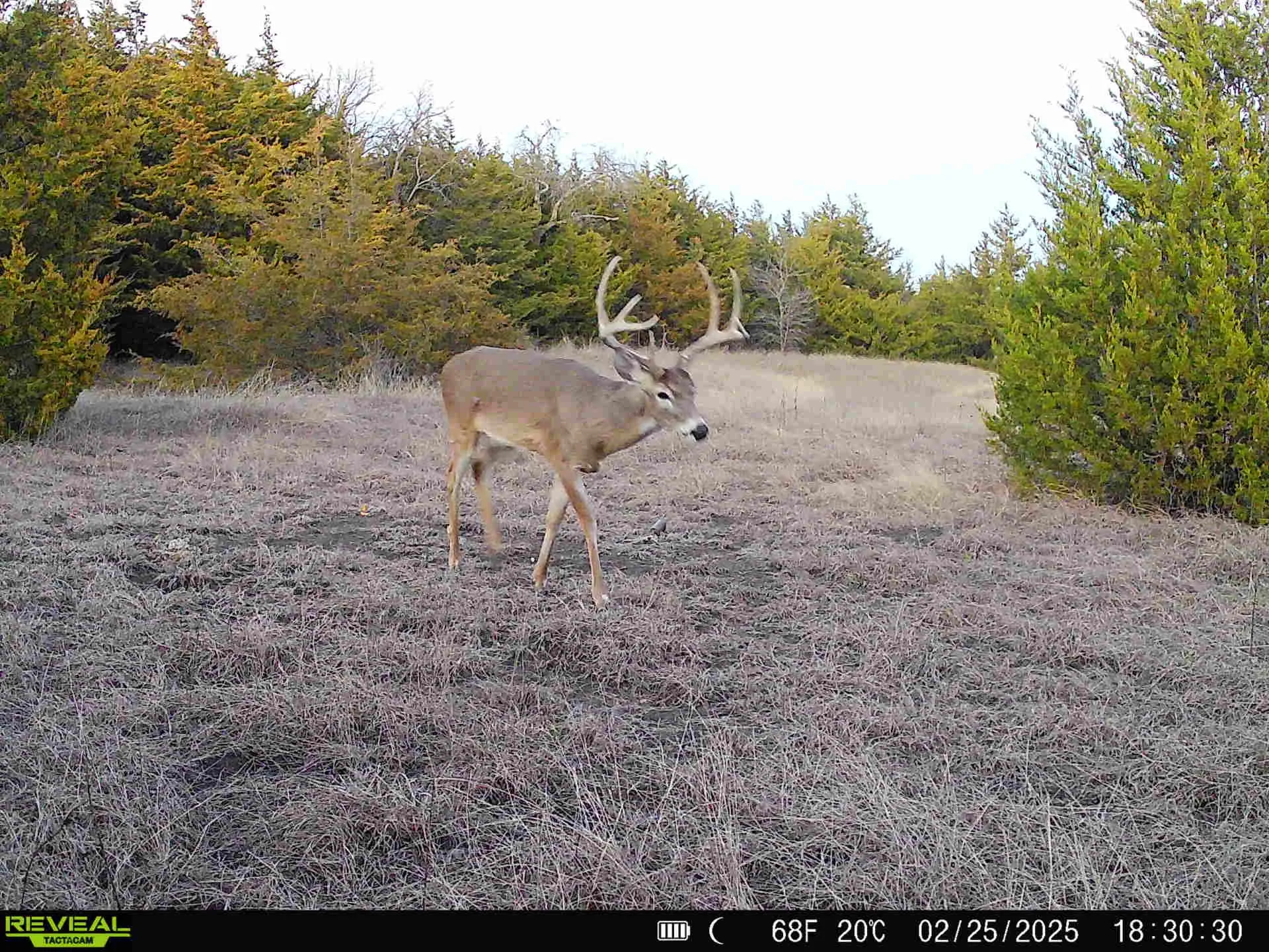 Unimproved Land For Sale in Fannin County , 999-2 CR3805, Bailey, Texas 75413, 0, 0, Garage spaces, 0 Sqft, built in 0, mls#21255313, Real Estate Agent in Bailey, Homes For Sale in Fannin county, Homes For Sale in Bailey, Realtor in Bailey Texas, Real Estate Brokerage Independent Realty Texas, Luminita Cordes Realtor