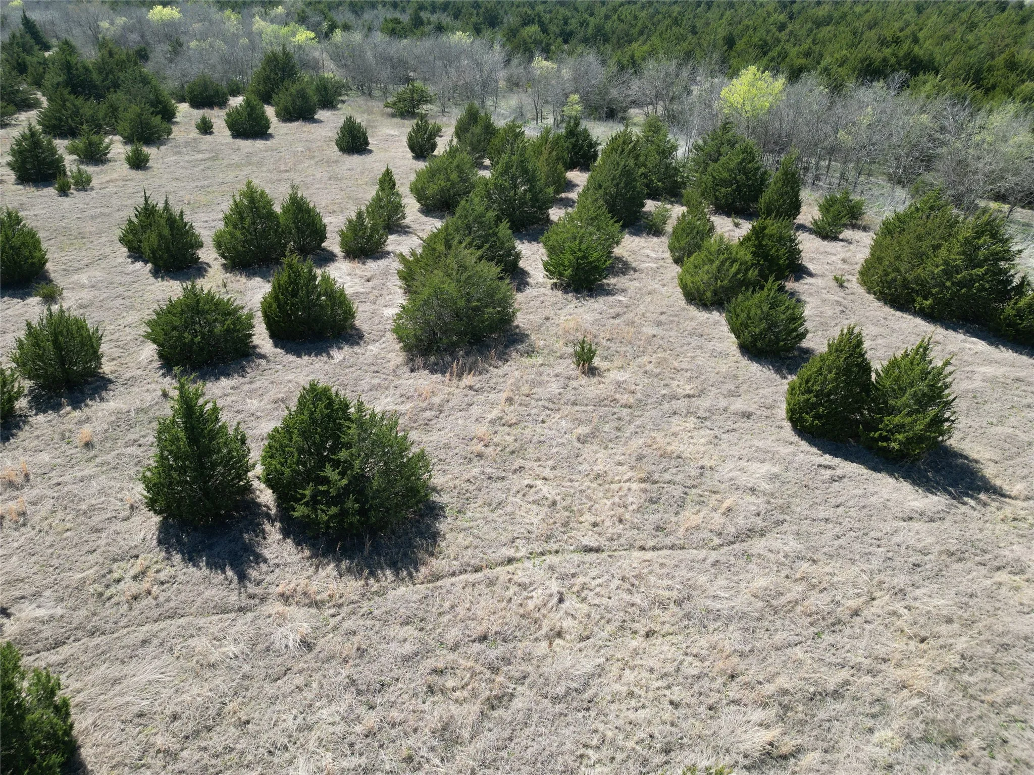 Unimproved Land For Sale in Fannin County , 999 CR3805, Bailey, Texas 75413, 0, 0, Garage spaces, 0 Sqft, built in 0, mls#21255330, Real Estate Agent in Bailey, Homes For Sale in Fannin county, Homes For Sale in Bailey, Realtor in Bailey Texas, Real Estate Brokerage Independent Realty Texas, Luminita Cordes Realtor