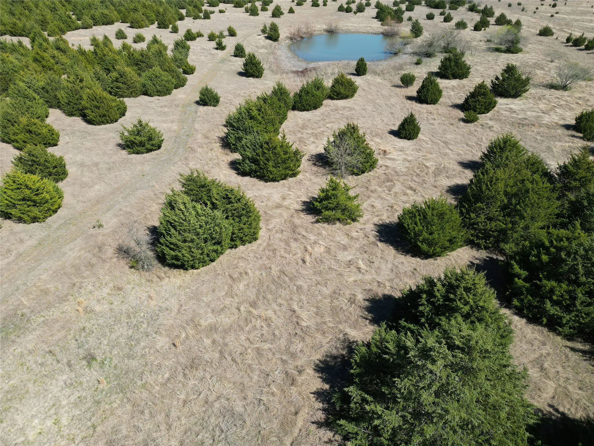 Unimproved Land For Sale in Fannin County , 999 CR3805, Bailey, Texas 75413, 0, 0, Garage spaces, 0 Sqft, built in 0, mls#21255330, Real Estate Agent in Bailey, Homes For Sale in Fannin county, Homes For Sale in Bailey, Realtor in Bailey Texas, Real Estate Brokerage Independent Realty Texas, Luminita Cordes Realtor