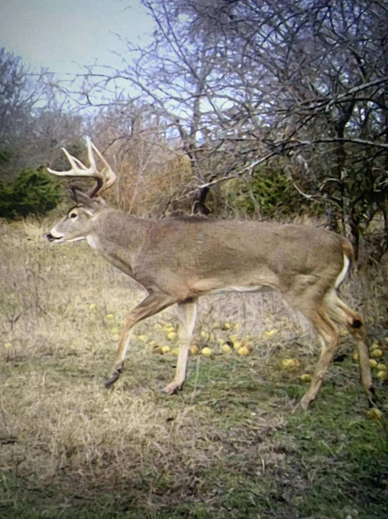 Unimproved Land For Sale in Fannin County , 999 CR3805, Bailey, Texas 75413, 0, 0, Garage spaces, 0 Sqft, built in 0, mls#21255330, Real Estate Agent in Bailey, Homes For Sale in Fannin county, Homes For Sale in Bailey, Realtor in Bailey Texas, Real Estate Brokerage Independent Realty Texas, Luminita Cordes Realtor