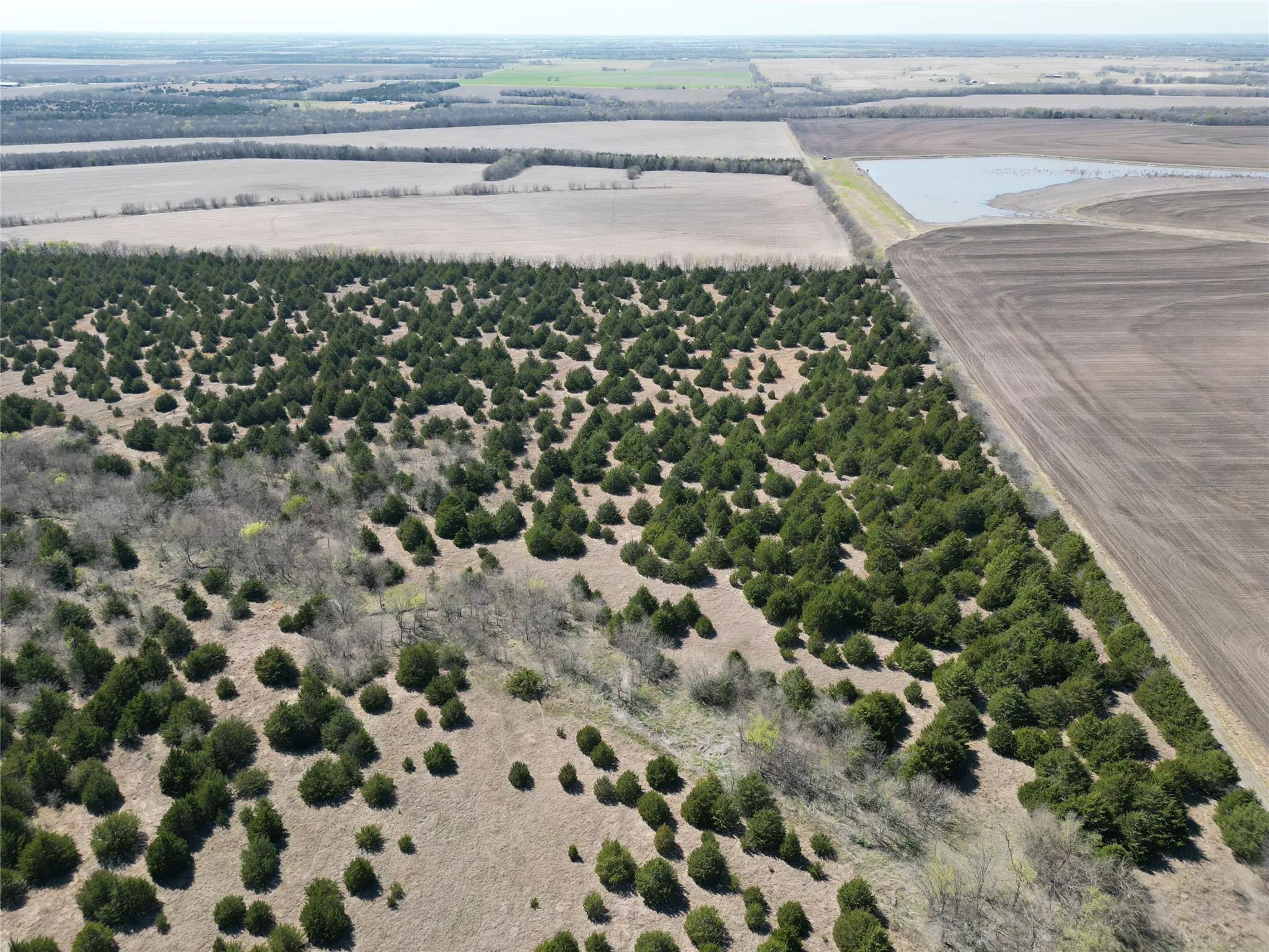 Unimproved Land For Sale in Fannin County , 999 CR3805, Bailey, Texas 75413, 0, 0, Garage spaces, 0 Sqft, built in 0, mls#21255330, Real Estate Agent in Bailey, Homes For Sale in Fannin county, Homes For Sale in Bailey, Realtor in Bailey Texas, Real Estate Brokerage Independent Realty Texas, Luminita Cordes Realtor