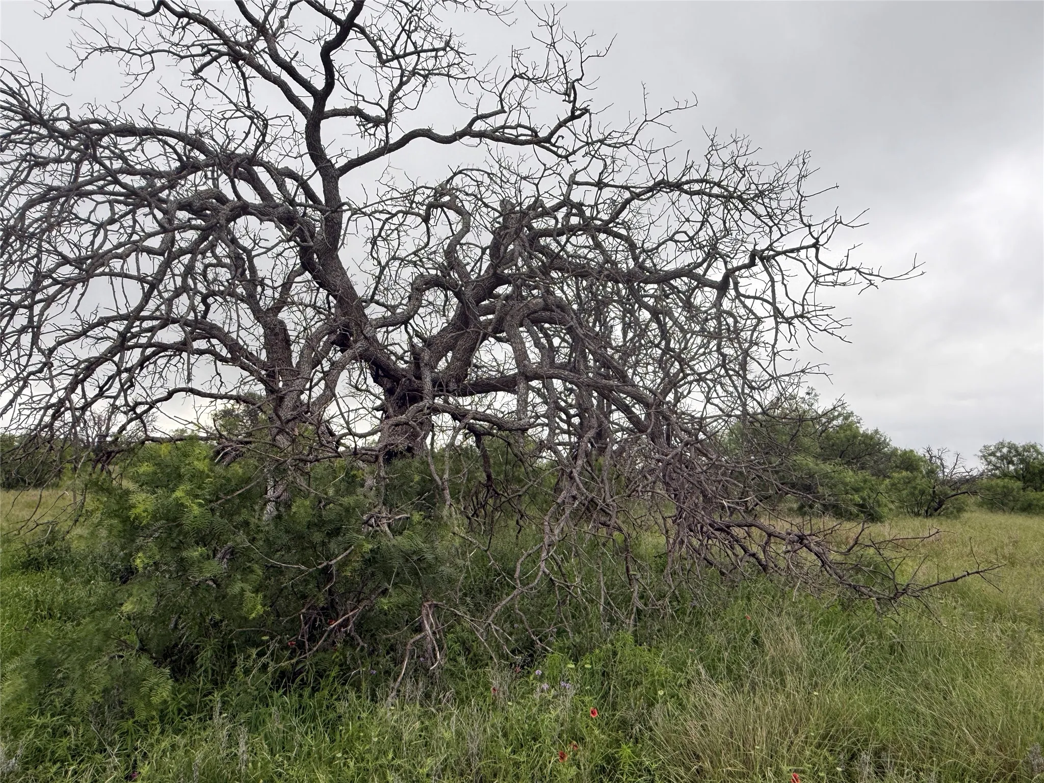 Unimproved Land For Sale in Brown County , TBD779 Feather Bay Drive, Brownwood, Texas 76801, 0, 0, Garage spaces, 0 Sqft, built in 0, mls#21253021, Real Estate Agent in Brownwood, Homes For Sale in Brown county, Homes For Sale in Brownwood, Realtor in Brownwood Texas, Real Estate Brokerage Independent Realty Texas, Luminita Cordes Realtor