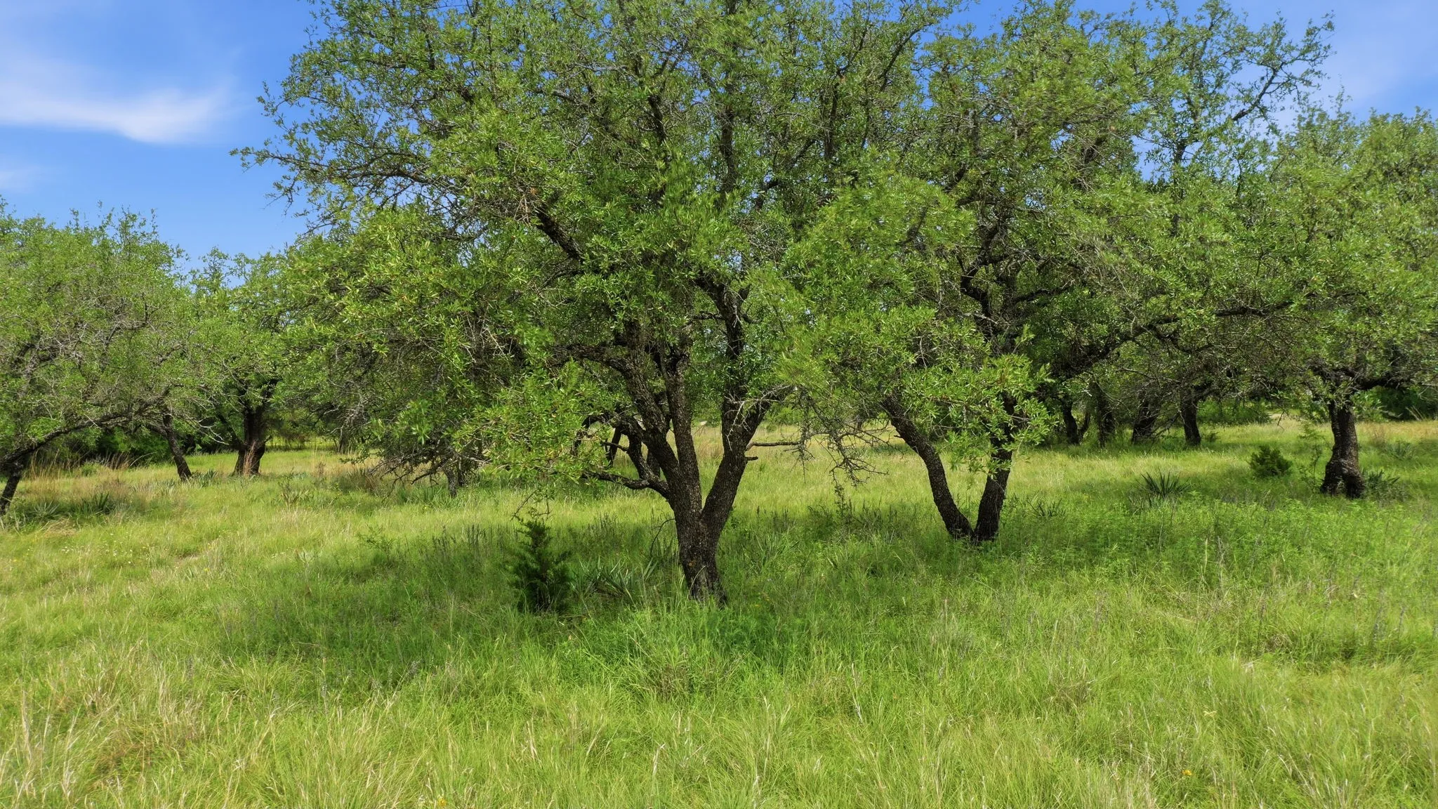 Single Family Residence For Sale in Mills County , 1360 W US Hwy 84 Highway, Mullin, Texas 76864, 3 Bedroom, 3 Bathroom, 2 Garage spaces, 2,242 Sqft, built in 1982, Preowned, mls#21255586, Real Estate Agent in Mullin, Homes For Sale in Mills county, Homes For Sale in Mullin, Realtor in Mullin Texas, Real Estate Brokerage Independent Realty Texas, Luminita Cordes Realtor