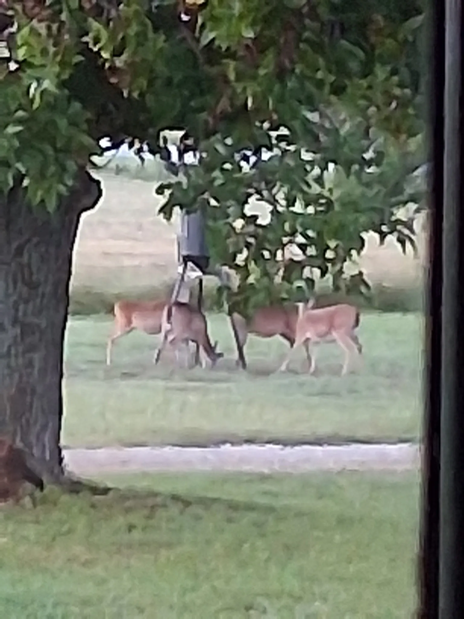 Plenty of deer feed in the front yard.