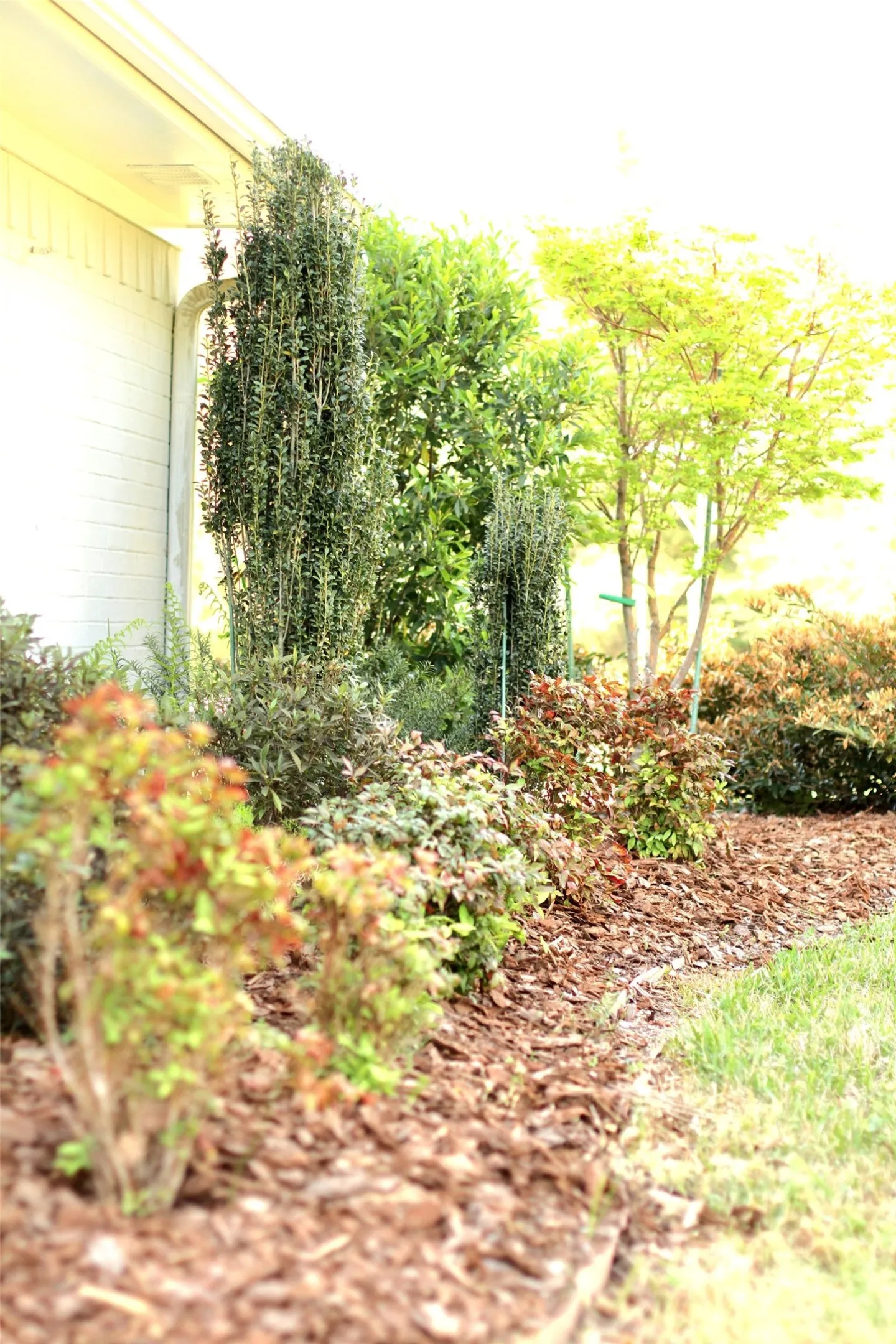 Landscaped garden bed featuring diverse plantings, wood chip ground cover, and a manicured lawn border