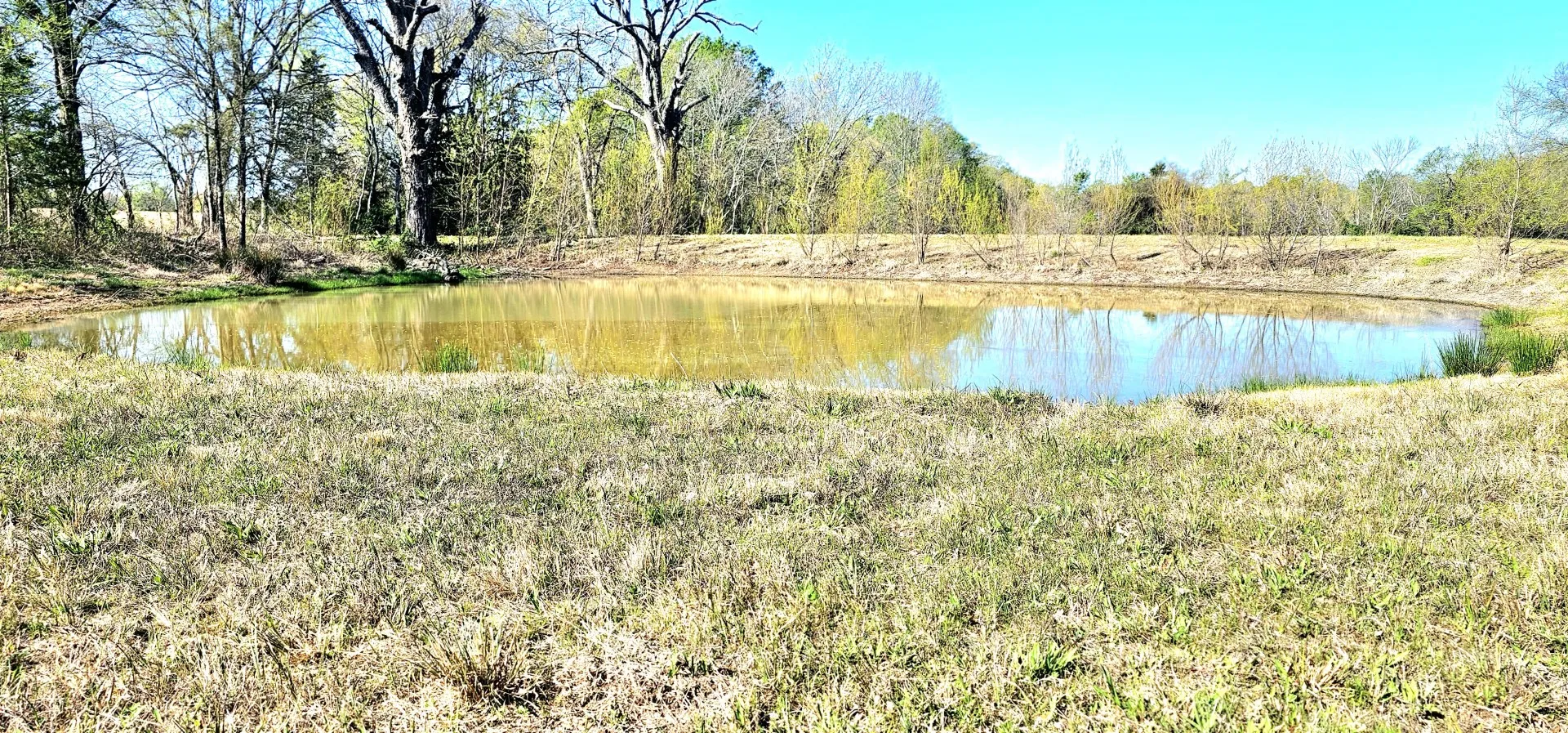 Natural pond feature surrounded by grassy banks and mature trees