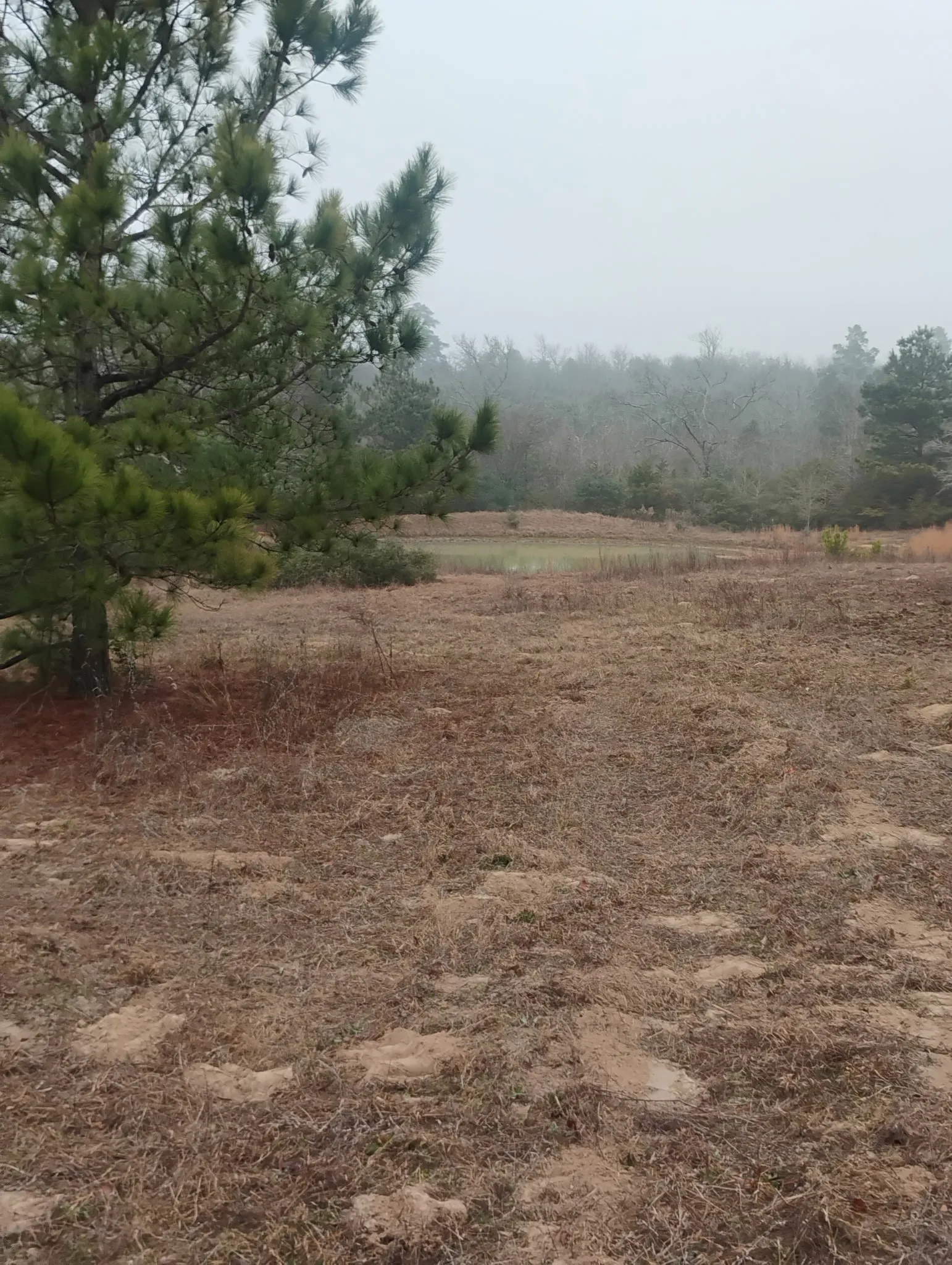 Unimproved Land For Sale in Leon County , TBD County road 204, Centerville, Texas 75833, 0, 0, Garage spaces, 0 Sqft, built in 0, Price $780,000, mls#21249518, Real Estate Agent in Centerville, Homes For Sale in Leon county, Homes For Sale in Centerville, Realtor in Centerville Texas, Real Estate Brokerage Independent Realty Texas, Luminita Cordes Realtor