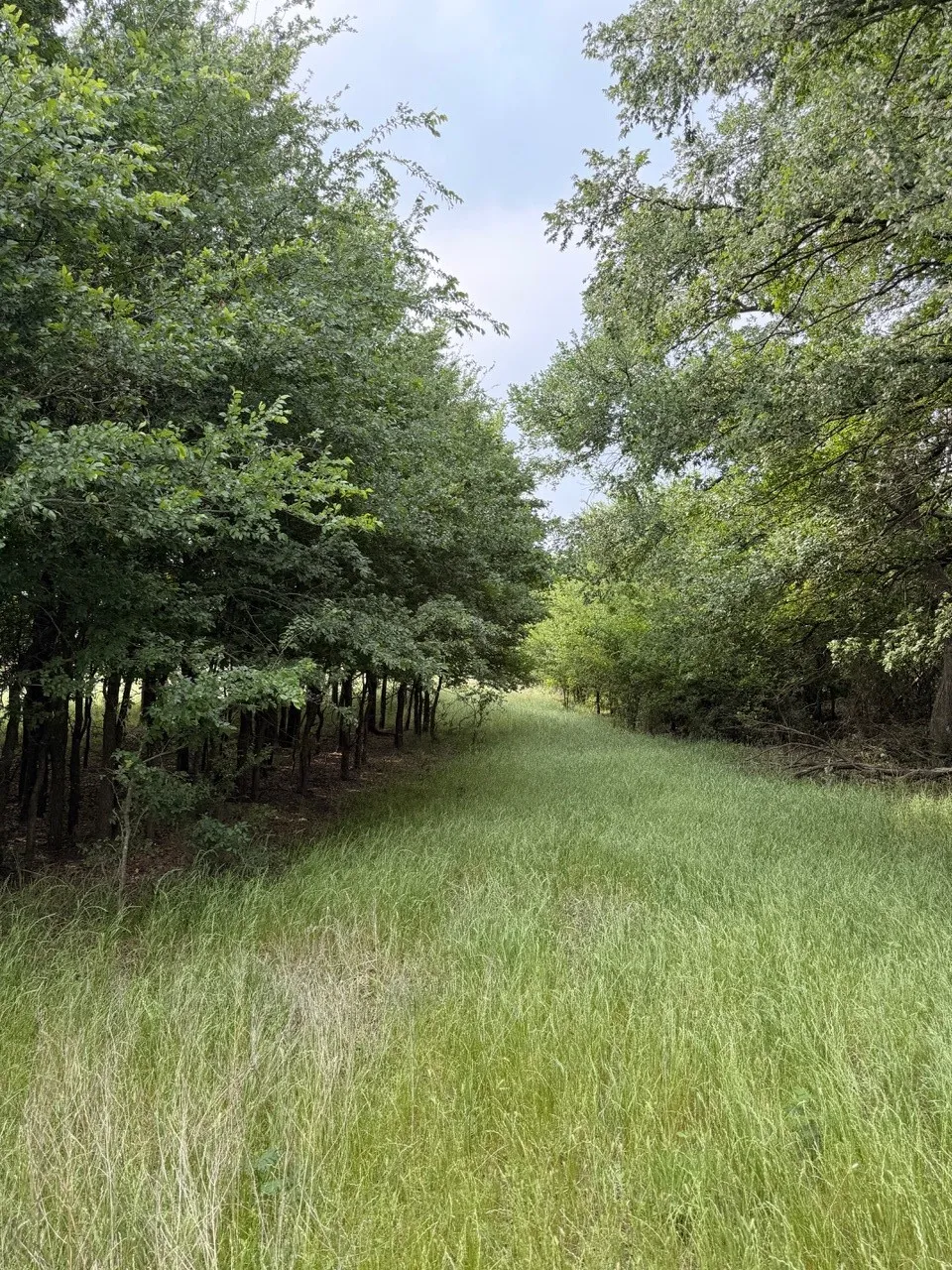 Unimproved Land For Sale in Hill County , 345 CR 3346, Hubbard, Texas 76648, 0, 0, Garage spaces, 0 Sqft, built in 0, Price $205,000, mls#21255859, Real Estate Agent in Hubbard, Homes For Sale in Hill county, Homes For Sale in Hubbard, Realtor in Hubbard Texas, Real Estate Brokerage Independent Realty Texas, Luminita Cordes Realtor