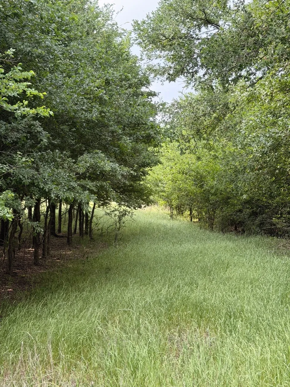 Unimproved Land For Sale in Hill County , 345 CR 3346, Hubbard, Texas 76648, 0, 0, Garage spaces, 0 Sqft, built in 0, Price $205,000, mls#21255859, Real Estate Agent in Hubbard, Homes For Sale in Hill county, Homes For Sale in Hubbard, Realtor in Hubbard Texas, Real Estate Brokerage Independent Realty Texas, Luminita Cordes Realtor