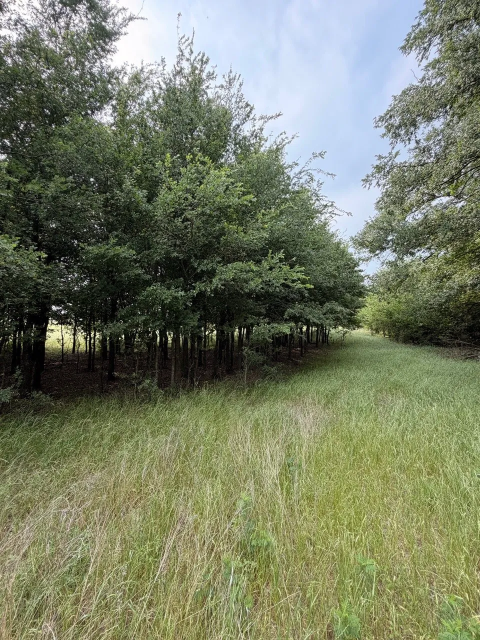 Unimproved Land For Sale in Hill County , 345 CR 3346, Hubbard, Texas 76648, 0, 0, Garage spaces, 0 Sqft, built in 0, Price $205,000, mls#21255859, Real Estate Agent in Hubbard, Homes For Sale in Hill county, Homes For Sale in Hubbard, Realtor in Hubbard Texas, Real Estate Brokerage Independent Realty Texas, Luminita Cordes Realtor