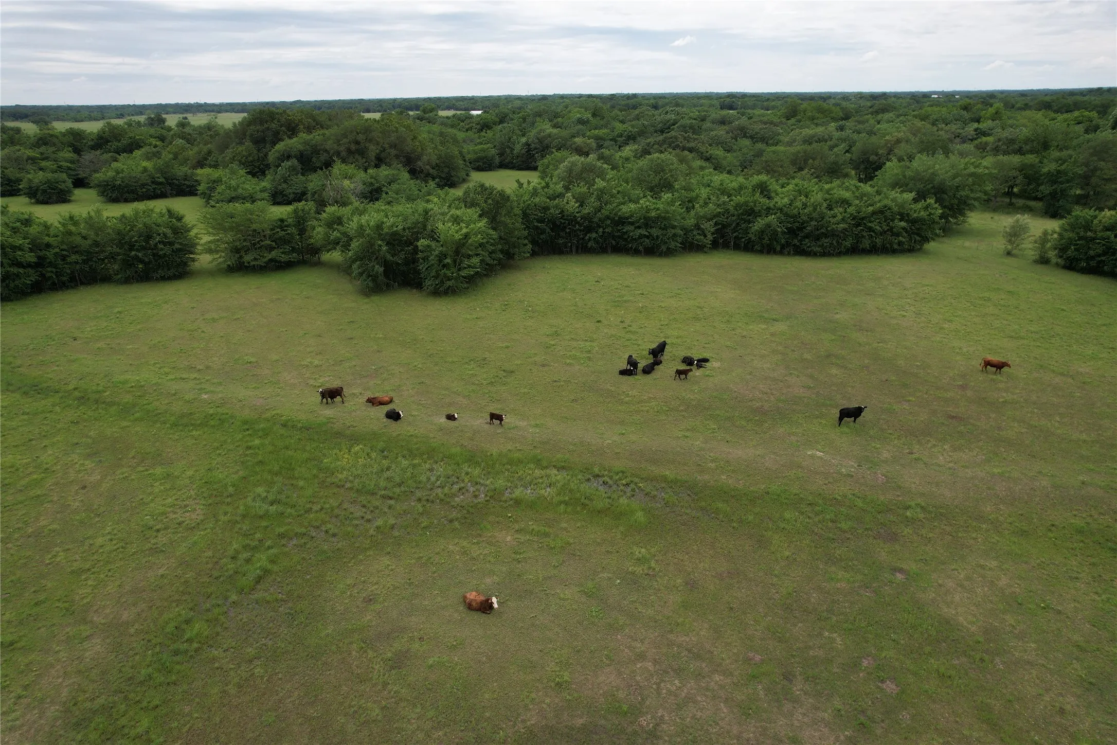 Unimproved Land For Sale in Hopkins County , 829 Farm Road 71 W, Sulphur Springs, Texas 75482, 0, 0, Garage spaces, 0 Sqft, built in 0, Price $597,450, mls#21257395, Real Estate Agent in Sulphur Springs, Homes For Sale in Hopkins county, Homes For Sale in Sulphur Springs, Realtor in Sulphur Springs Texas, Real Estate Brokerage Independent Realty Texas, Luminita Cordes Realtor
