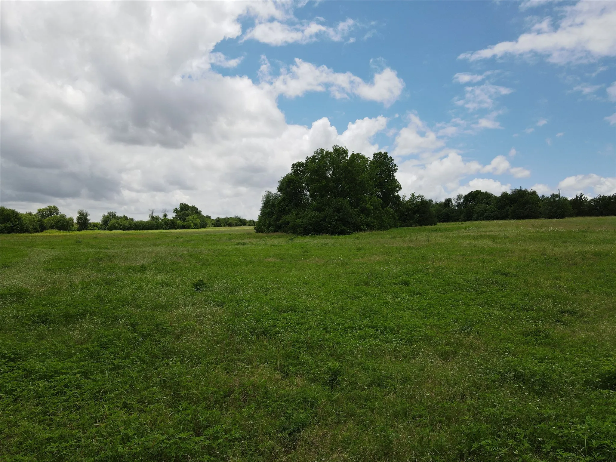 Expansive green field featuring varied ground cover and mature trees along the perimeter