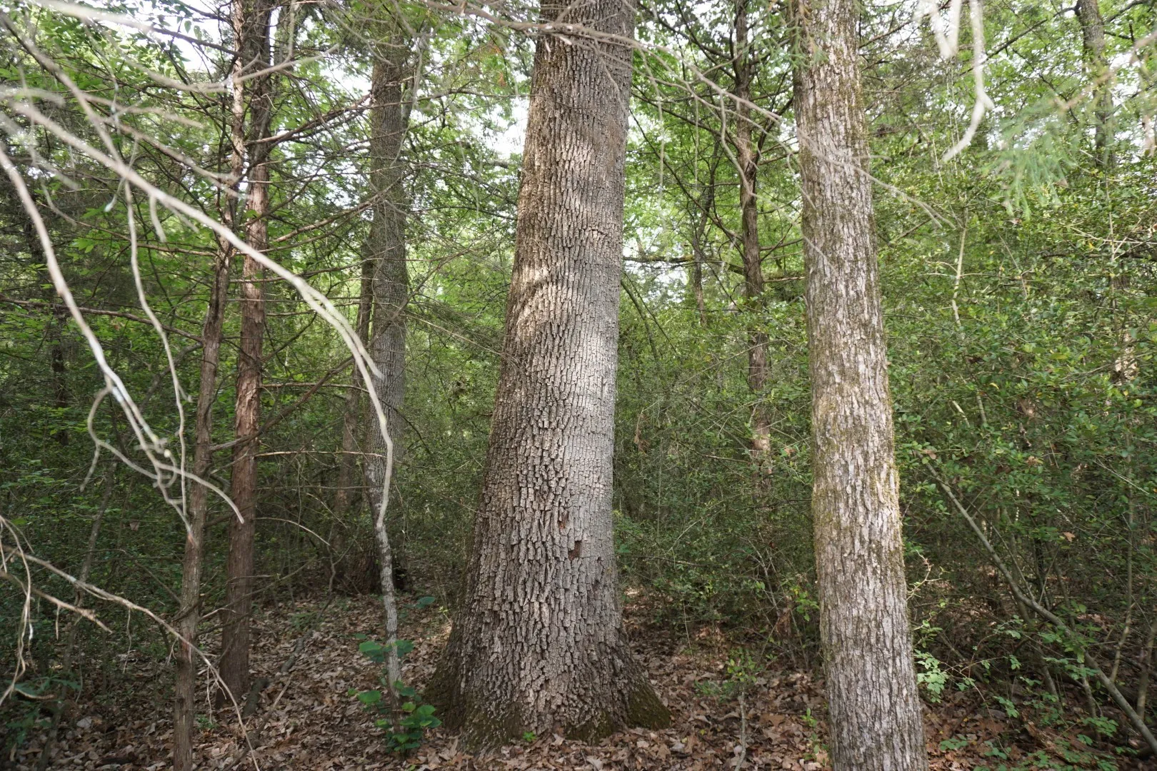 Improved Land For Sale in Henderson County , TBD County Road 1200, Malakoff, Texas 75148, 0, 0, Garage spaces, 0 Sqft, built in 2001, mls#21257464, Real Estate Agent in Malakoff, Homes For Sale in Henderson county, Homes For Sale in Malakoff, Realtor in Malakoff Texas, Real Estate Brokerage Independent Realty Texas, Luminita Cordes Realtor