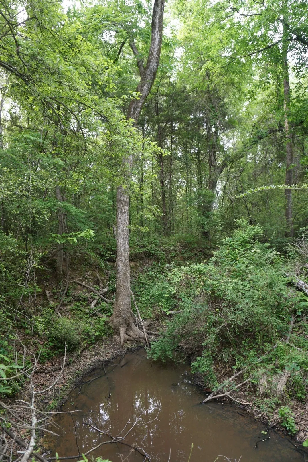 Improved Land For Sale in Henderson County , TBD County Road 1200, Malakoff, Texas 75148, 0, 0, Garage spaces, 0 Sqft, built in 2001, mls#21257464, Real Estate Agent in Malakoff, Homes For Sale in Henderson county, Homes For Sale in Malakoff, Realtor in Malakoff Texas, Real Estate Brokerage Independent Realty Texas, Luminita Cordes Realtor