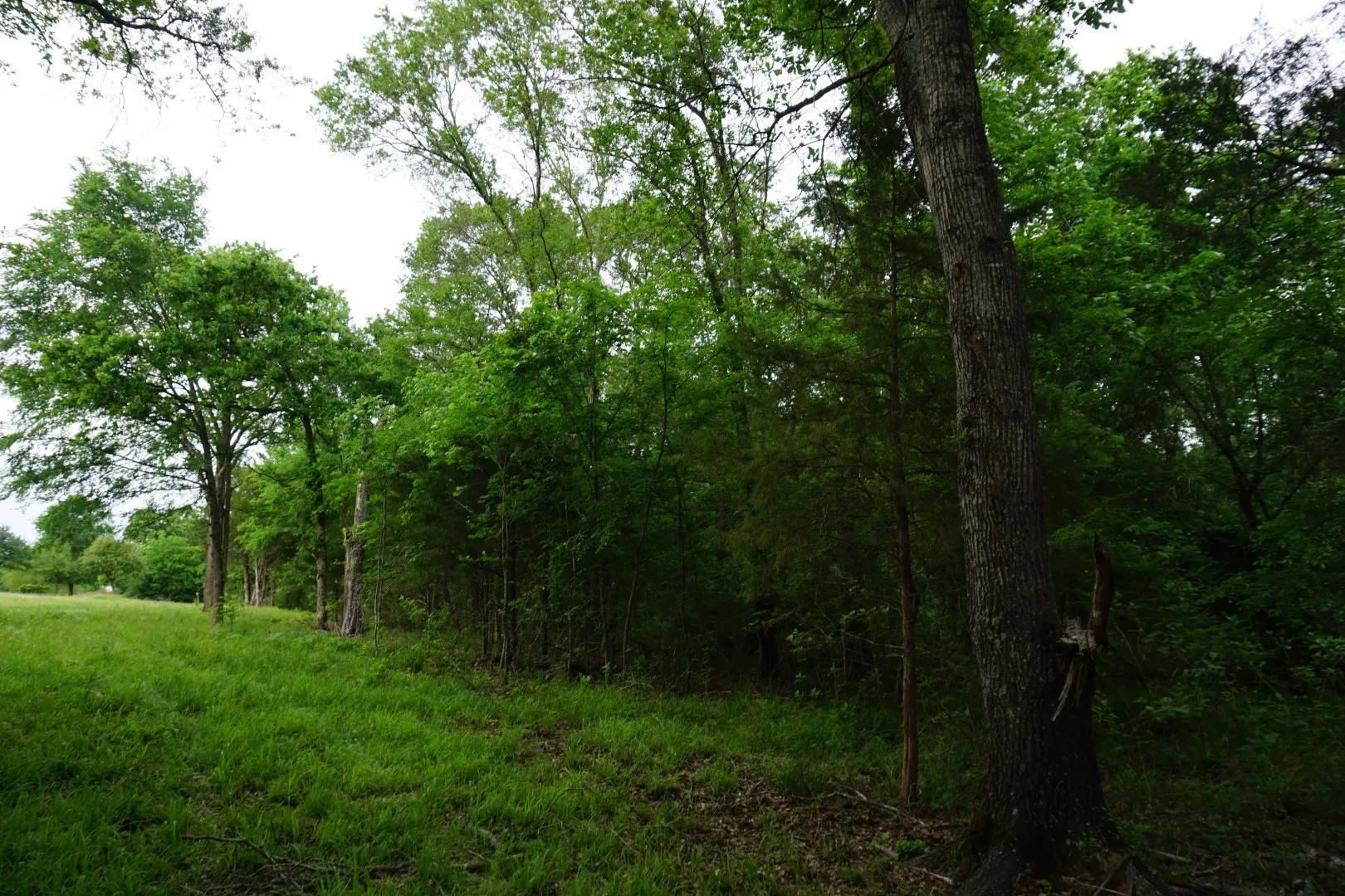 Improved Land For Sale in Henderson County , TBD County Road 1200, Malakoff, Texas 75148, 0, 0, Garage spaces, 0 Sqft, built in 2001, mls#21257464, Real Estate Agent in Malakoff, Homes For Sale in Henderson county, Homes For Sale in Malakoff, Realtor in Malakoff Texas, Real Estate Brokerage Independent Realty Texas, Luminita Cordes Realtor