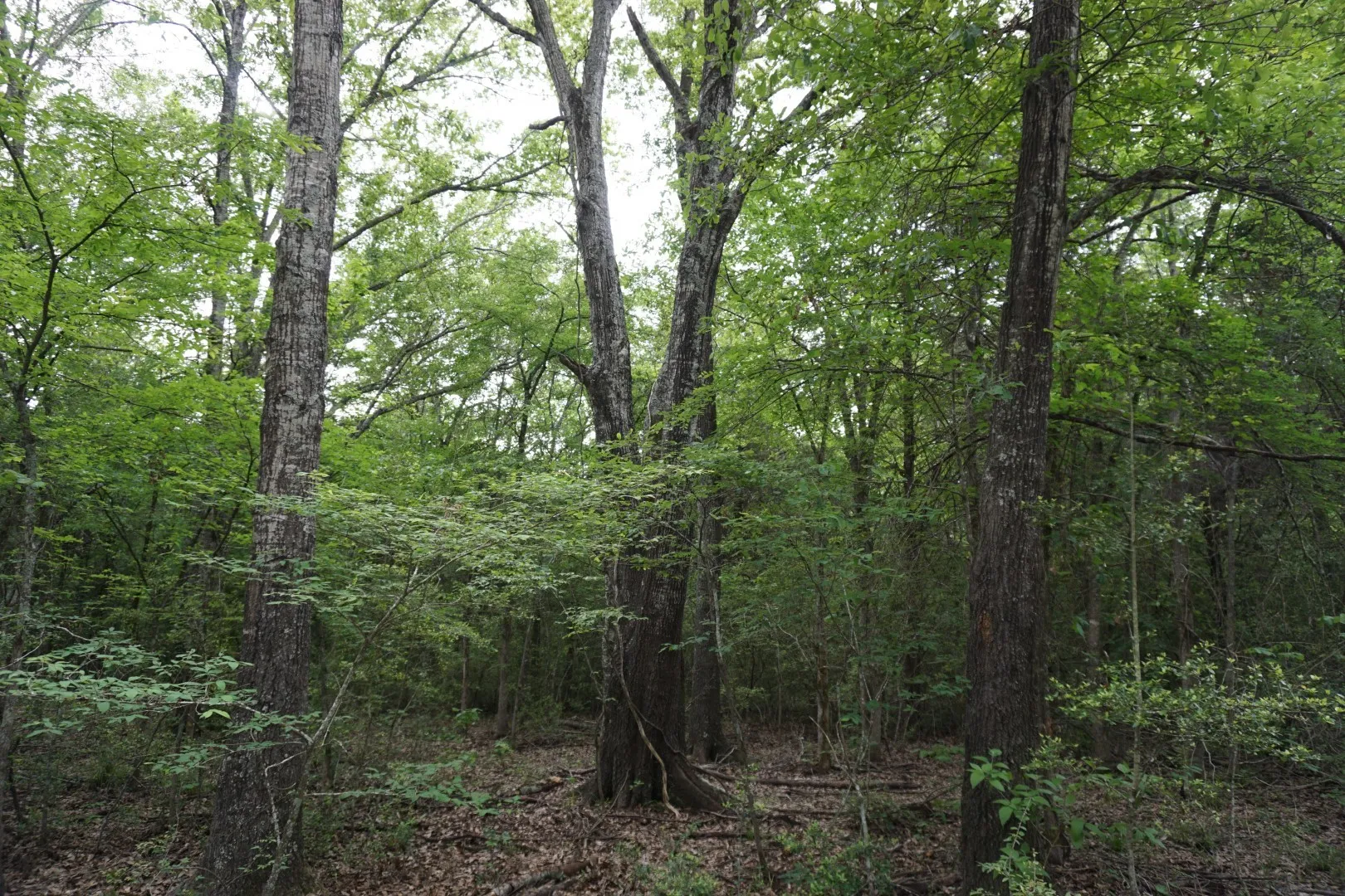 Improved Land For Sale in Henderson County , TBD County Road 1200, Malakoff, Texas 75148, 0, 0, Garage spaces, 0 Sqft, built in 2001, mls#21257464, Real Estate Agent in Malakoff, Homes For Sale in Henderson county, Homes For Sale in Malakoff, Realtor in Malakoff Texas, Real Estate Brokerage Independent Realty Texas, Luminita Cordes Realtor