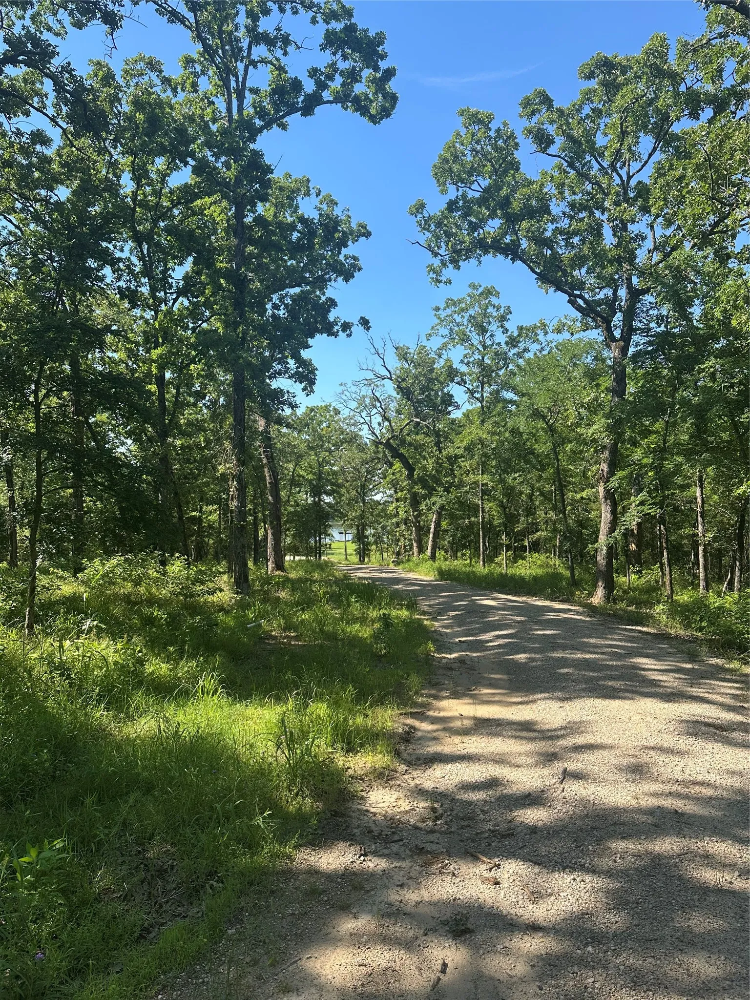 View of road with a view of trees