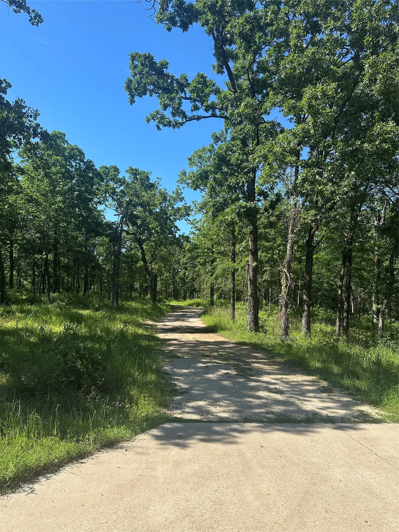 View of road featuring a forest view