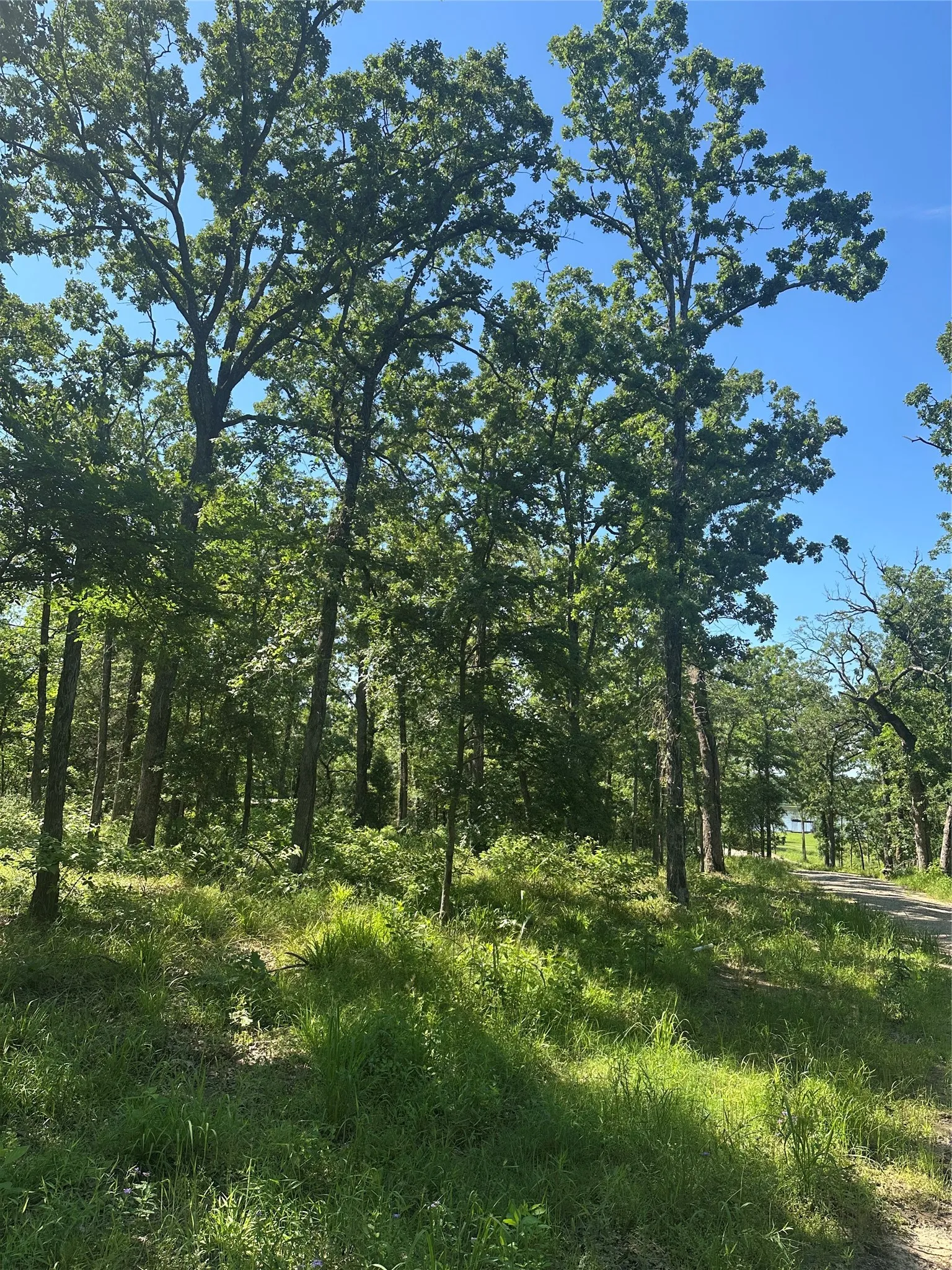 View of local wilderness