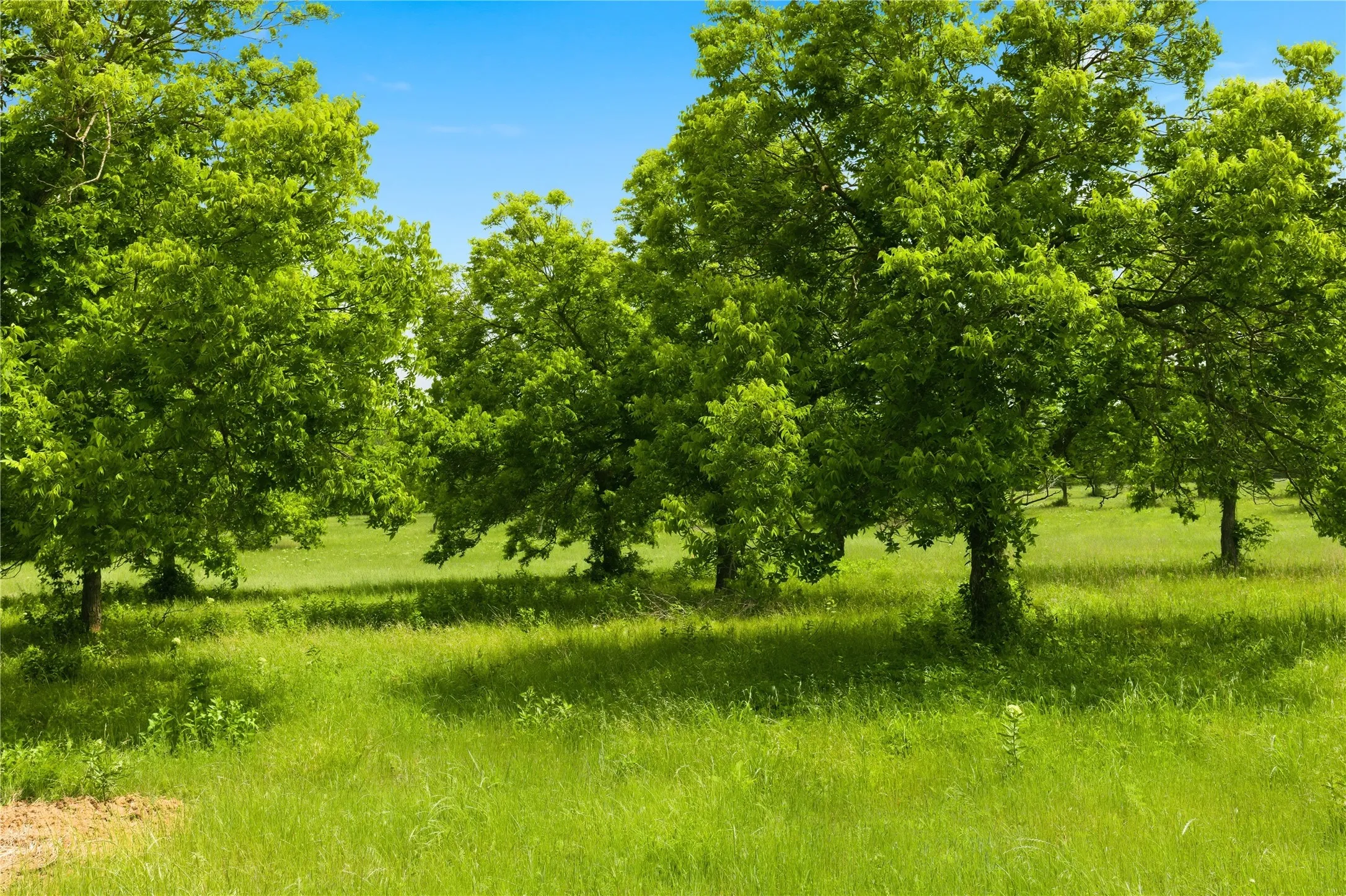 Unimproved Land For Sale in Hunt County , Lot 3 County Road 3430, Lone Oak, Texas 75453, 0, 0, Garage spaces, 0 Sqft, built in 0, mls#21255159, Real Estate Agent in Lone Oak, Homes For Sale in Hunt county, Homes For Sale in Lone Oak, Realtor in Lone Oak Texas, Real Estate Brokerage Independent Realty Texas, Luminita Cordes Realtor