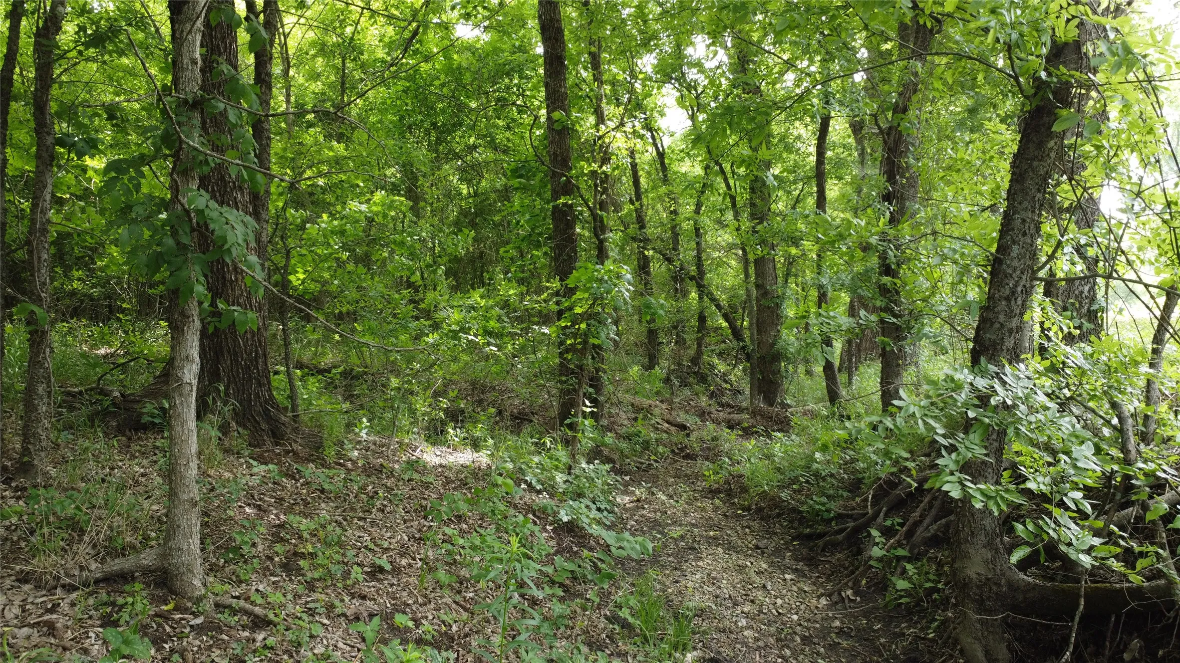 Ranch For Sale in Hunt County , 0000 County Road 4806, Commerce, Texas 75428, 0, 0, Garage spaces, 0 Sqft, built in 0, Price $798,000, mls#21258533, Real Estate Agent in Commerce, Homes For Sale in Hunt county, Homes For Sale in Commerce, Realtor in Commerce Texas, Real Estate Brokerage Independent Realty Texas, Luminita Cordes Realtor