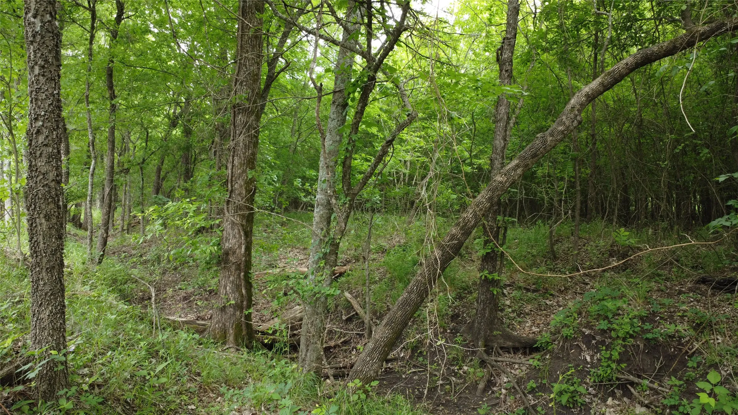 Ranch For Sale in Hunt County , 0000 County Road 4806, Commerce, Texas 75428, 0, 0, Garage spaces, 0 Sqft, built in 0, Price $798,000, mls#21258533, Real Estate Agent in Commerce, Homes For Sale in Hunt county, Homes For Sale in Commerce, Realtor in Commerce Texas, Real Estate Brokerage Independent Realty Texas, Luminita Cordes Realtor