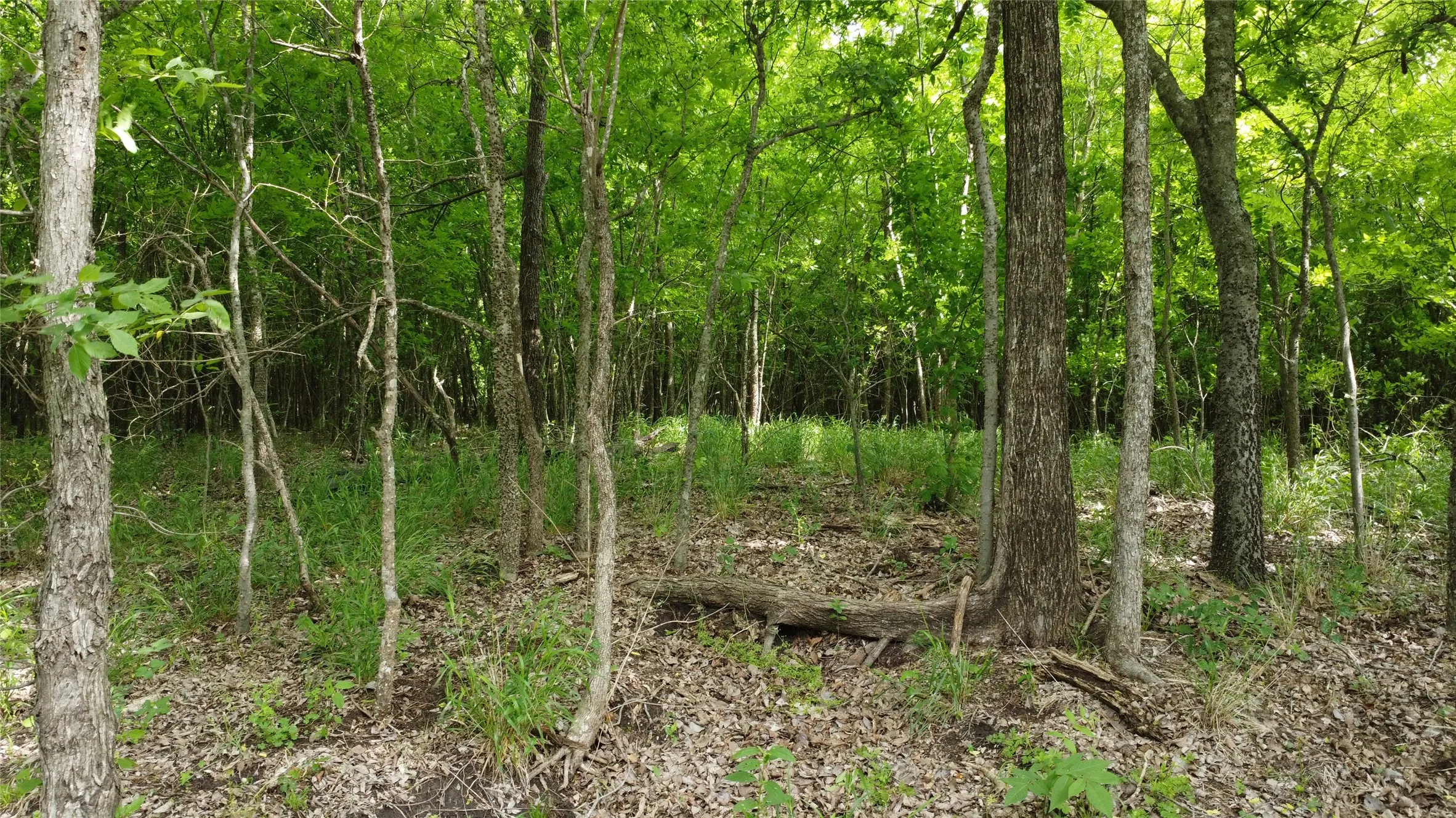 Ranch For Sale in Hunt County , 0000 County Road 4806, Commerce, Texas 75428, 0, 0, Garage spaces, 0 Sqft, built in 0, Price $798,000, mls#21258533, Real Estate Agent in Commerce, Homes For Sale in Hunt county, Homes For Sale in Commerce, Realtor in Commerce Texas, Real Estate Brokerage Independent Realty Texas, Luminita Cordes Realtor