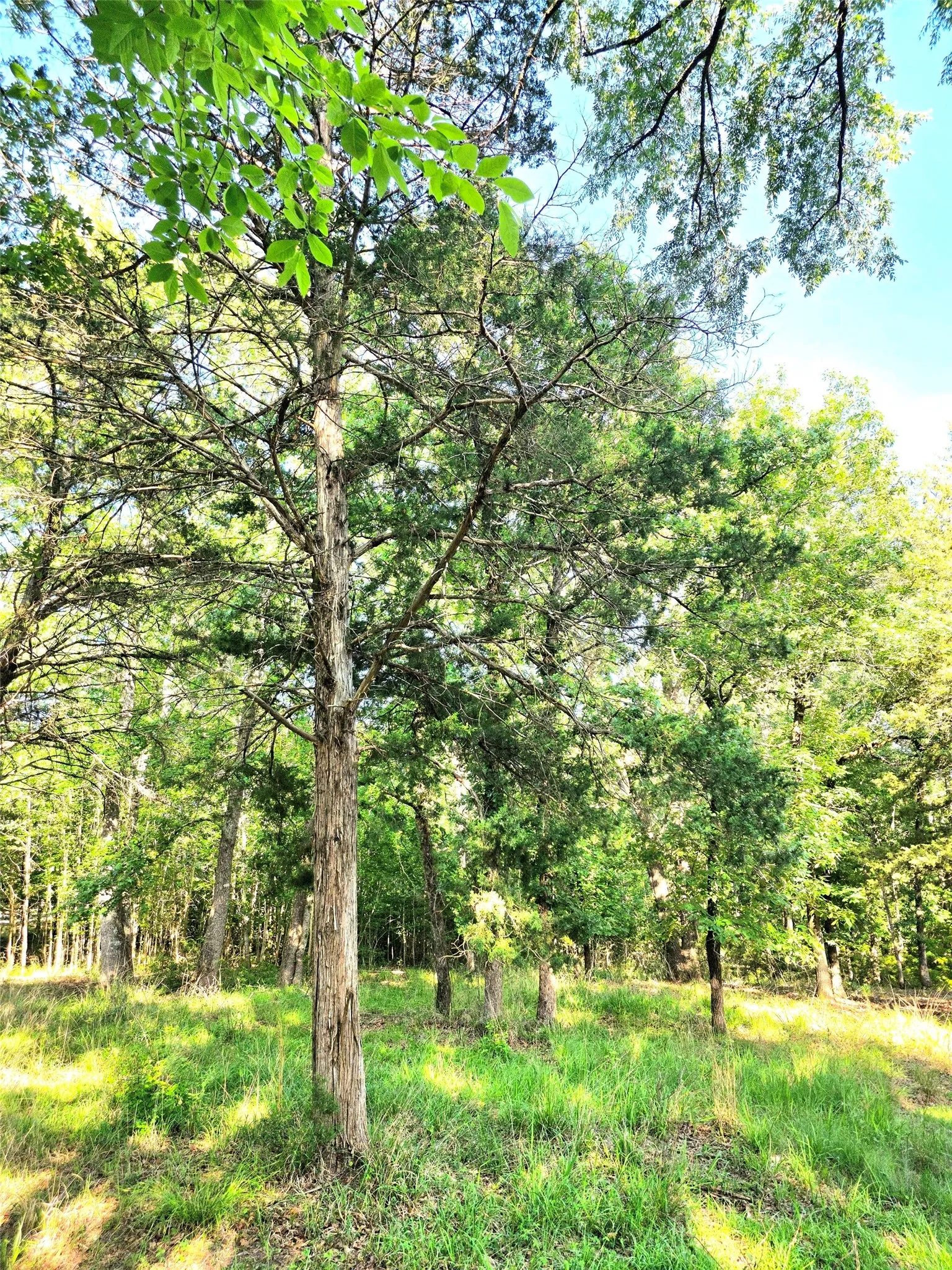 Improved Land For Sale in Henderson County , Lot 377 Timber Ridge, Larue, Texas 75770, 0, 0, Garage spaces, 0 Sqft, built in 0, Price $83,000, mls#21258688, Real Estate Agent in Larue, Homes For Sale in Henderson county, Homes For Sale in Larue, Realtor in Larue Texas, Real Estate Brokerage Independent Realty Texas, Luminita Cordes Realtor
