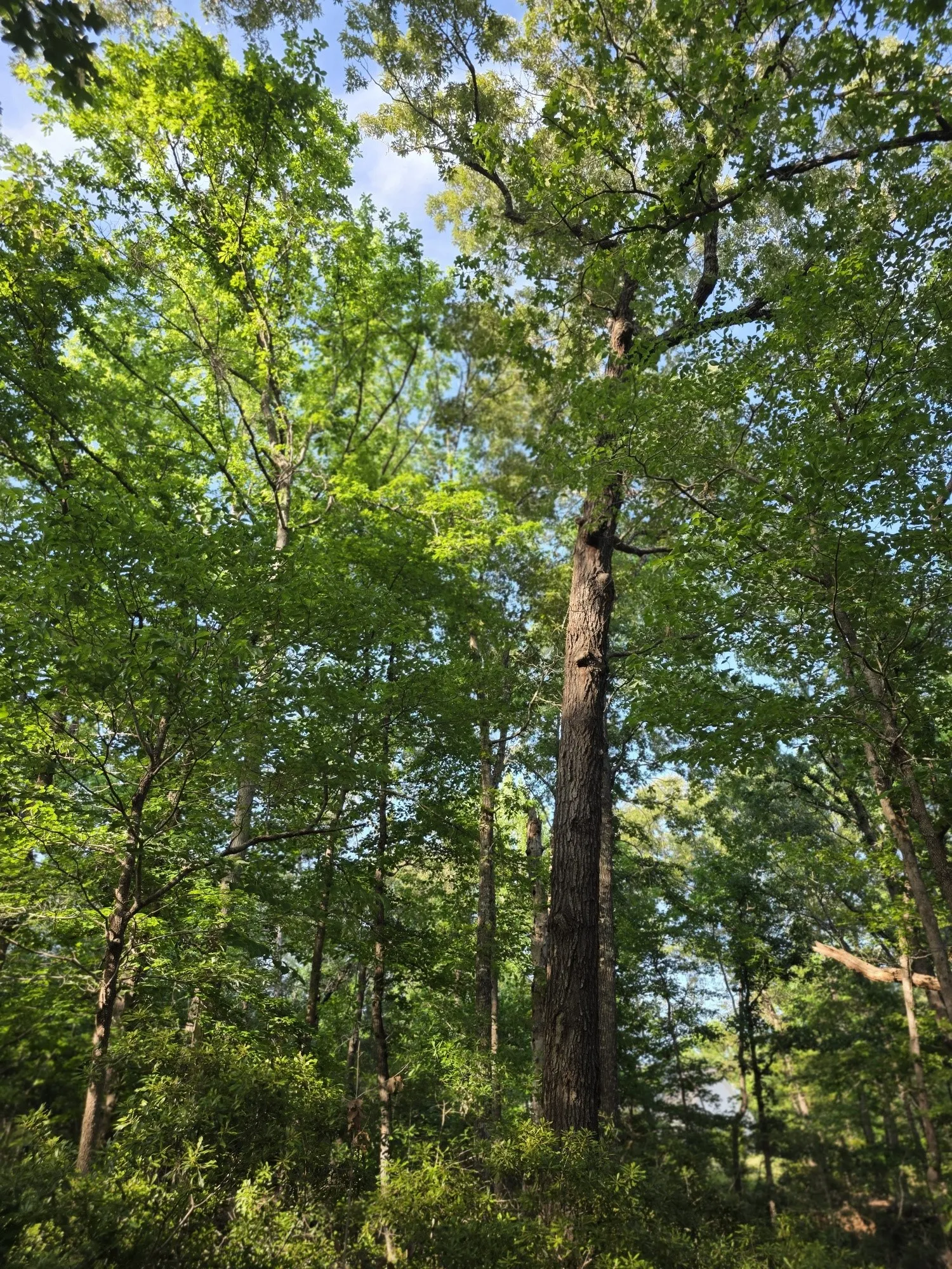 Improved Land For Sale in Henderson County , Lot 377 Timber Ridge, Larue, Texas 75770, 0, 0, Garage spaces, 0 Sqft, built in 0, Price $83,000, mls#21258688, Real Estate Agent in Larue, Homes For Sale in Henderson county, Homes For Sale in Larue, Realtor in Larue Texas, Real Estate Brokerage Independent Realty Texas, Luminita Cordes Realtor