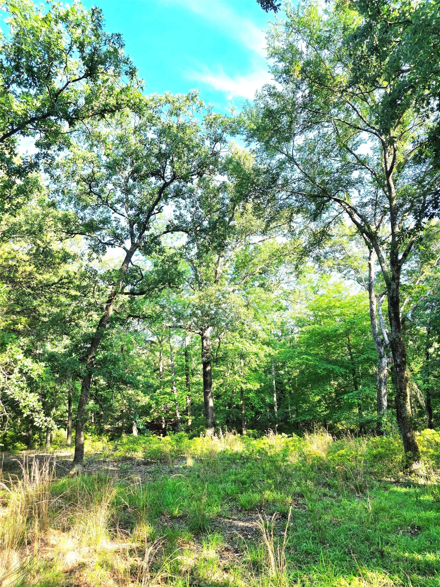 If living amongst the woods is on your bucket, then this is the lot for you!