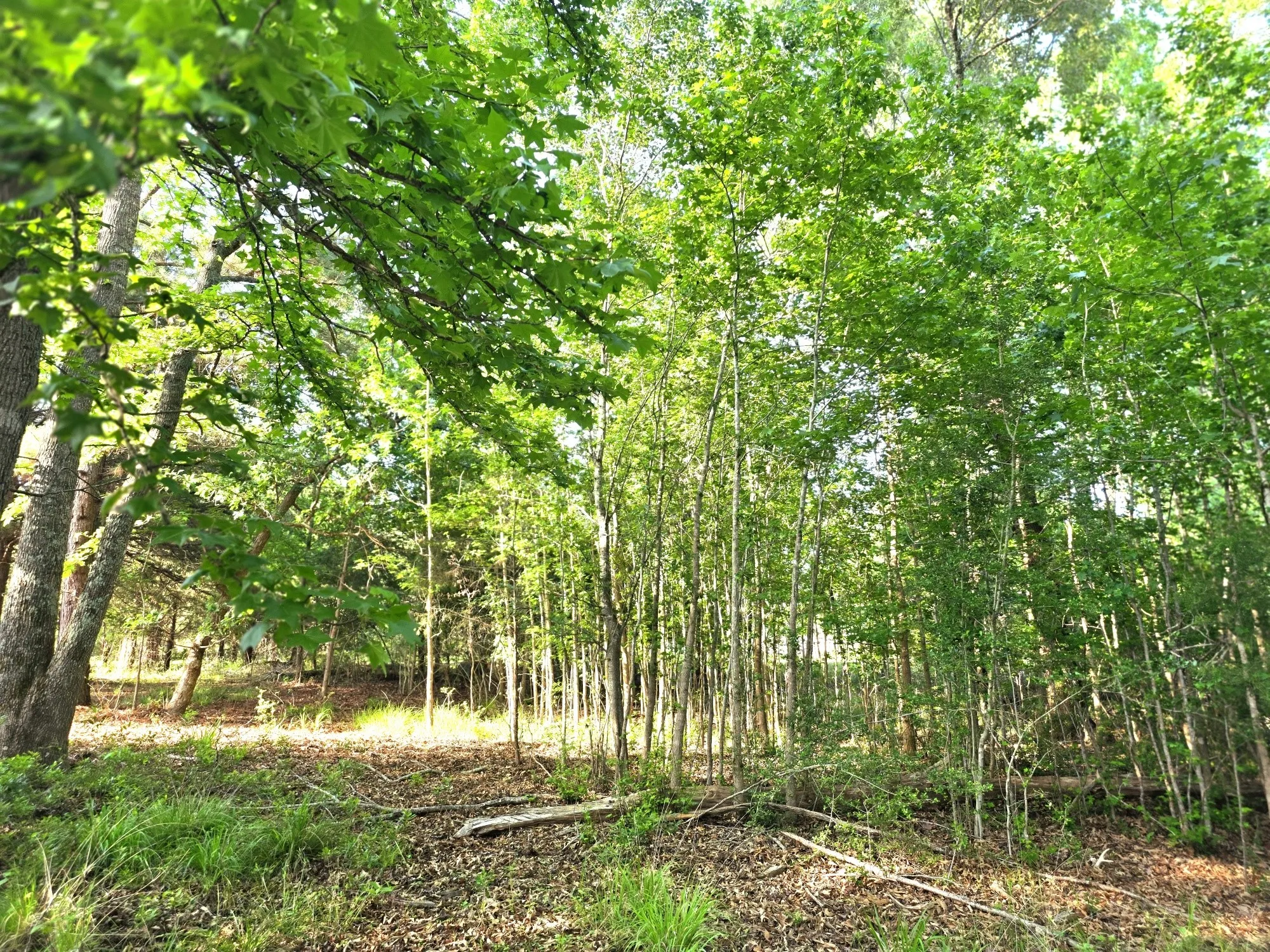 This stand of trees is located near the front of Lot 377.