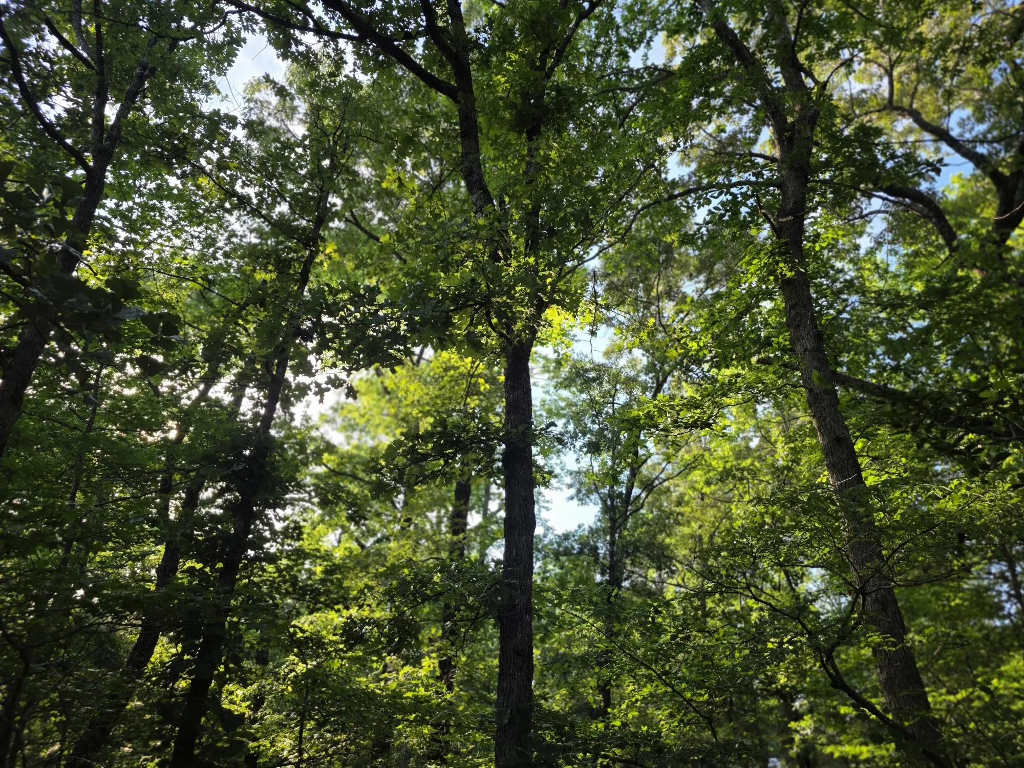 An amazing canopy of trees over this lot.