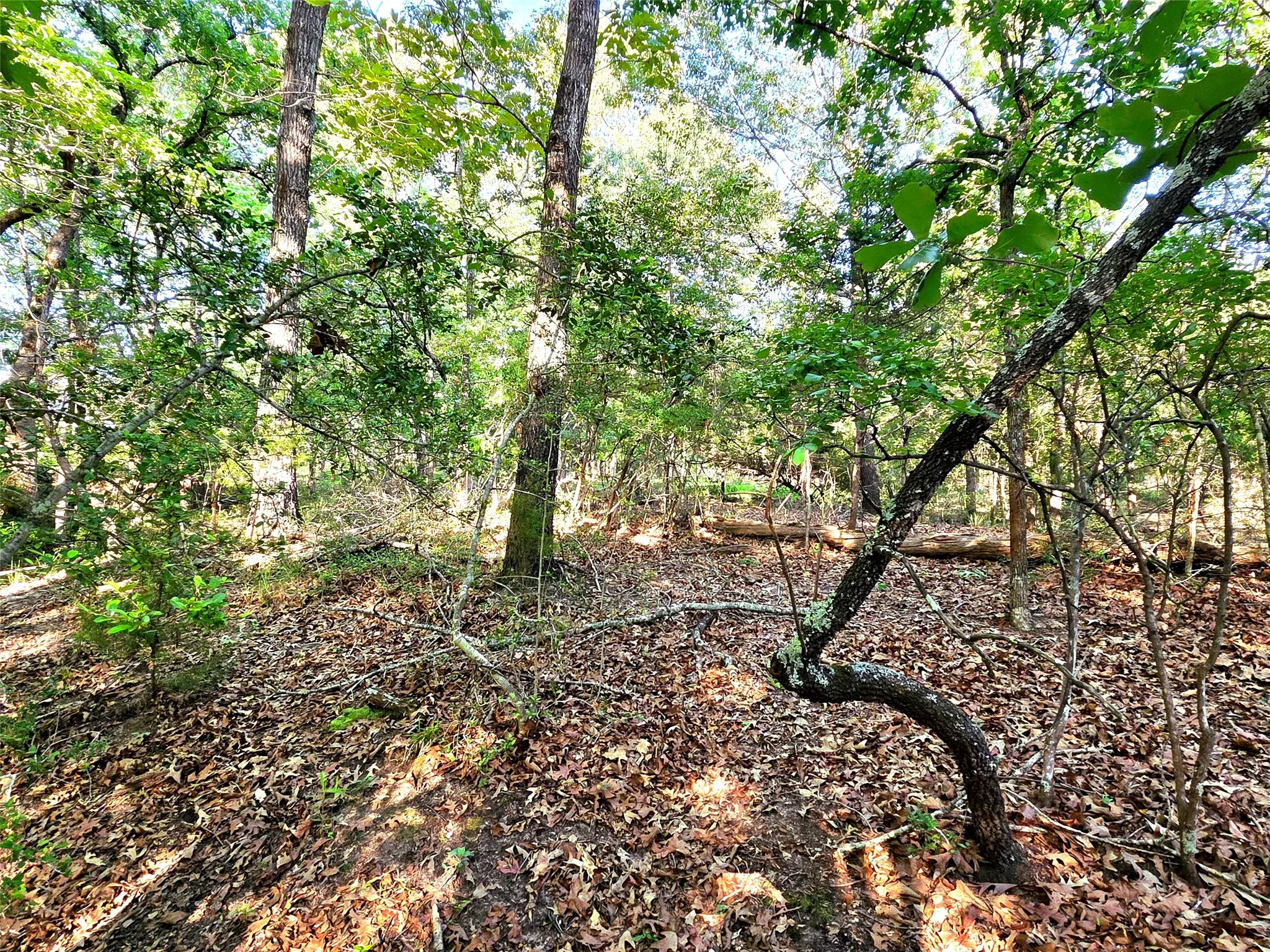Another view of Lot 377.
