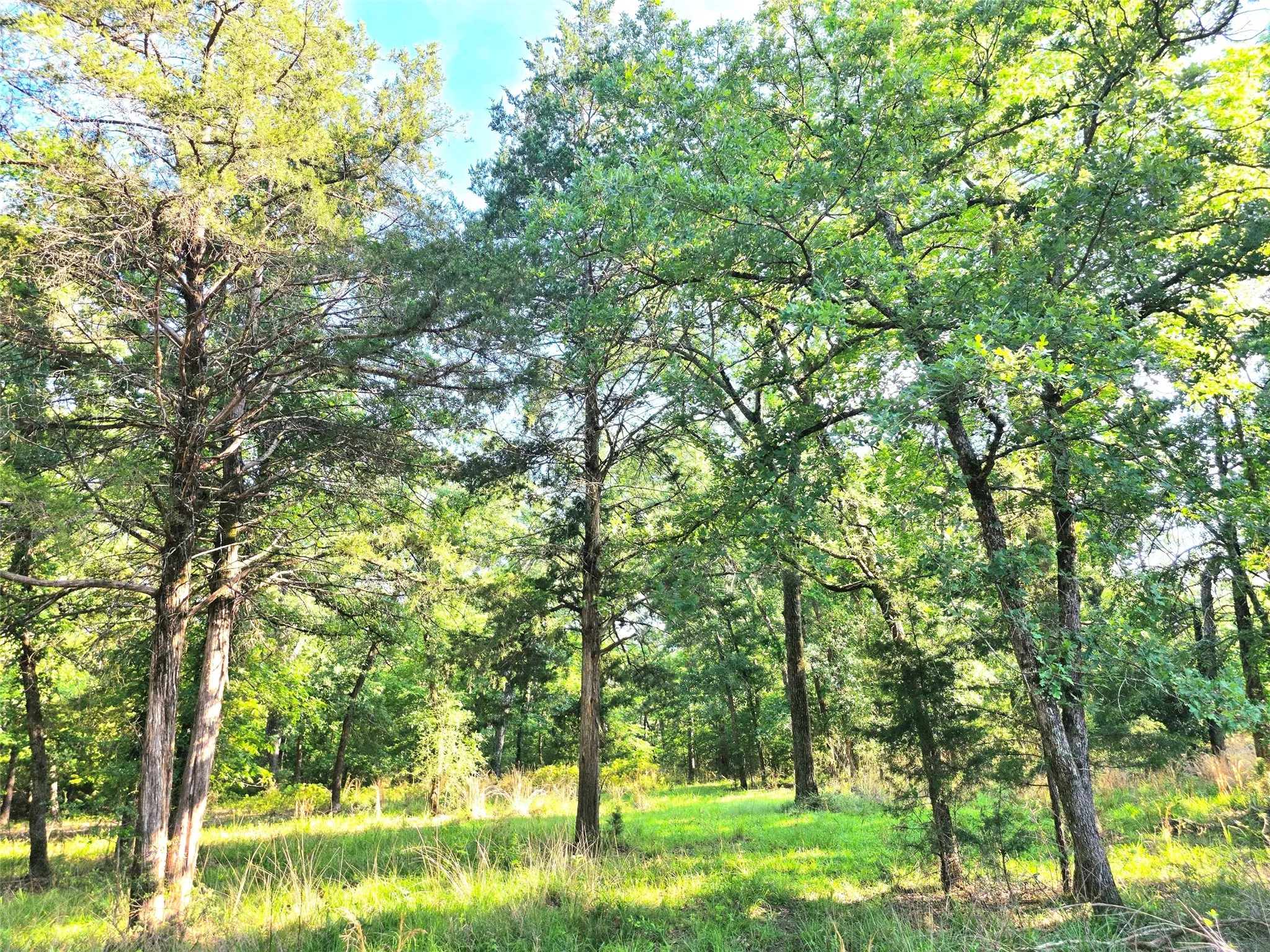 Gorgeous trees cover this 2-acre lot!