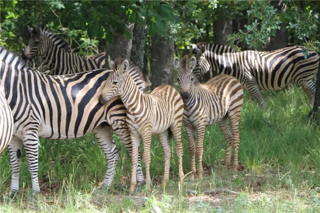 Who doesn't love Zebra?