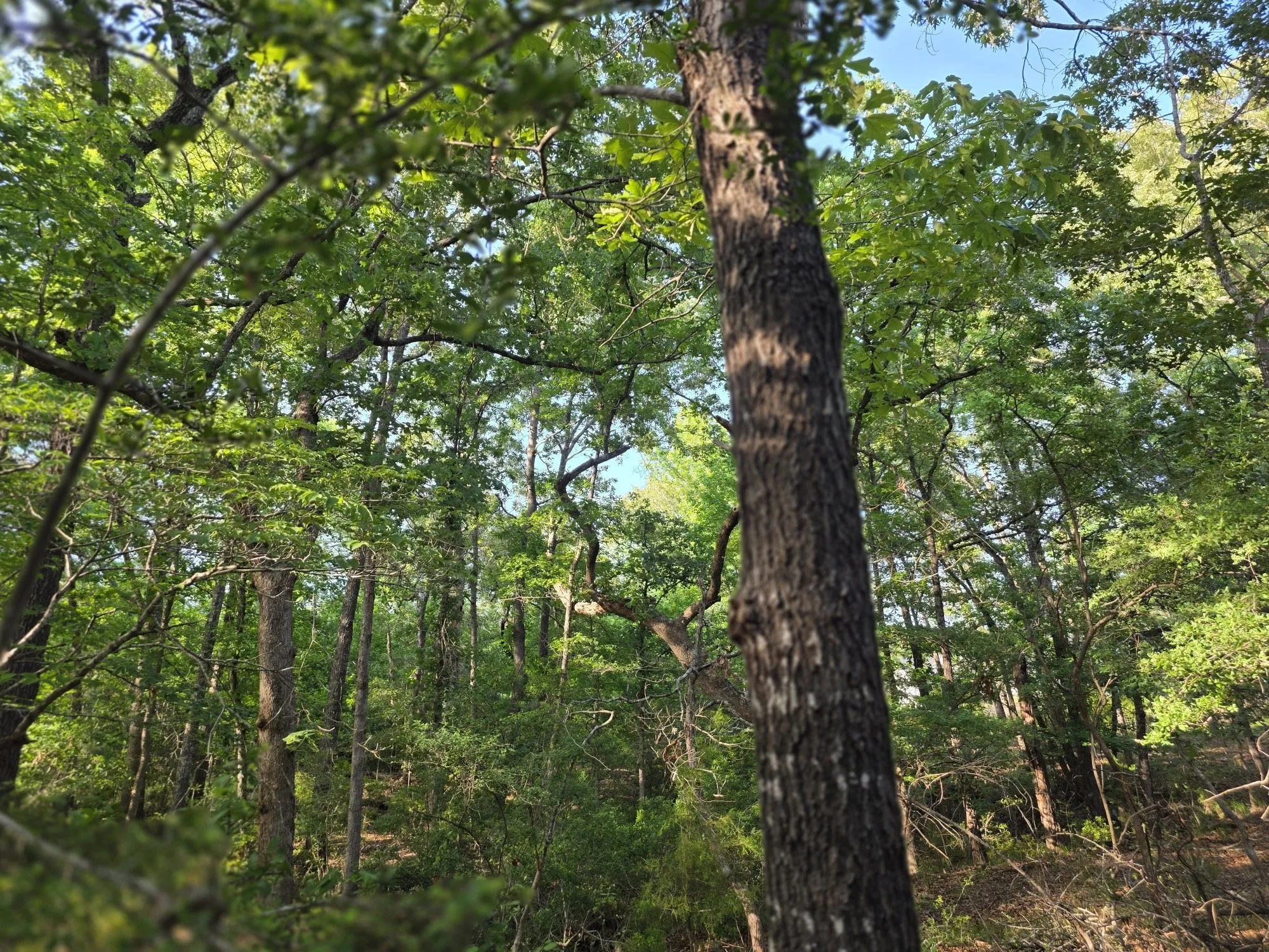 Towering trees, amazing beauty.