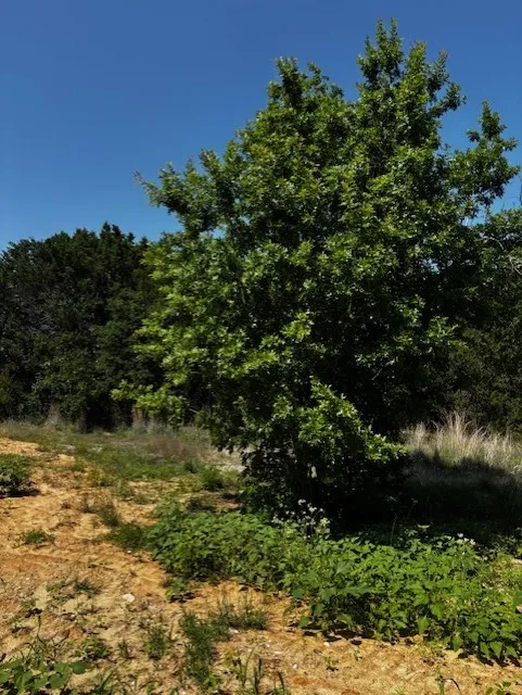Unimproved Land For Sale in Parker County , 1255 Eagles Bluff Drive, Weatherford, Texas 76087, 0, 0, Garage spaces, 0 Sqft, built in 0, Price $350,000, mls#21247866, Real Estate Agent in Weatherford, Homes For Sale in Parker county, Homes For Sale in Weatherford, Realtor in Weatherford Texas, Real Estate Brokerage Independent Realty Texas, Luminita Cordes Realtor