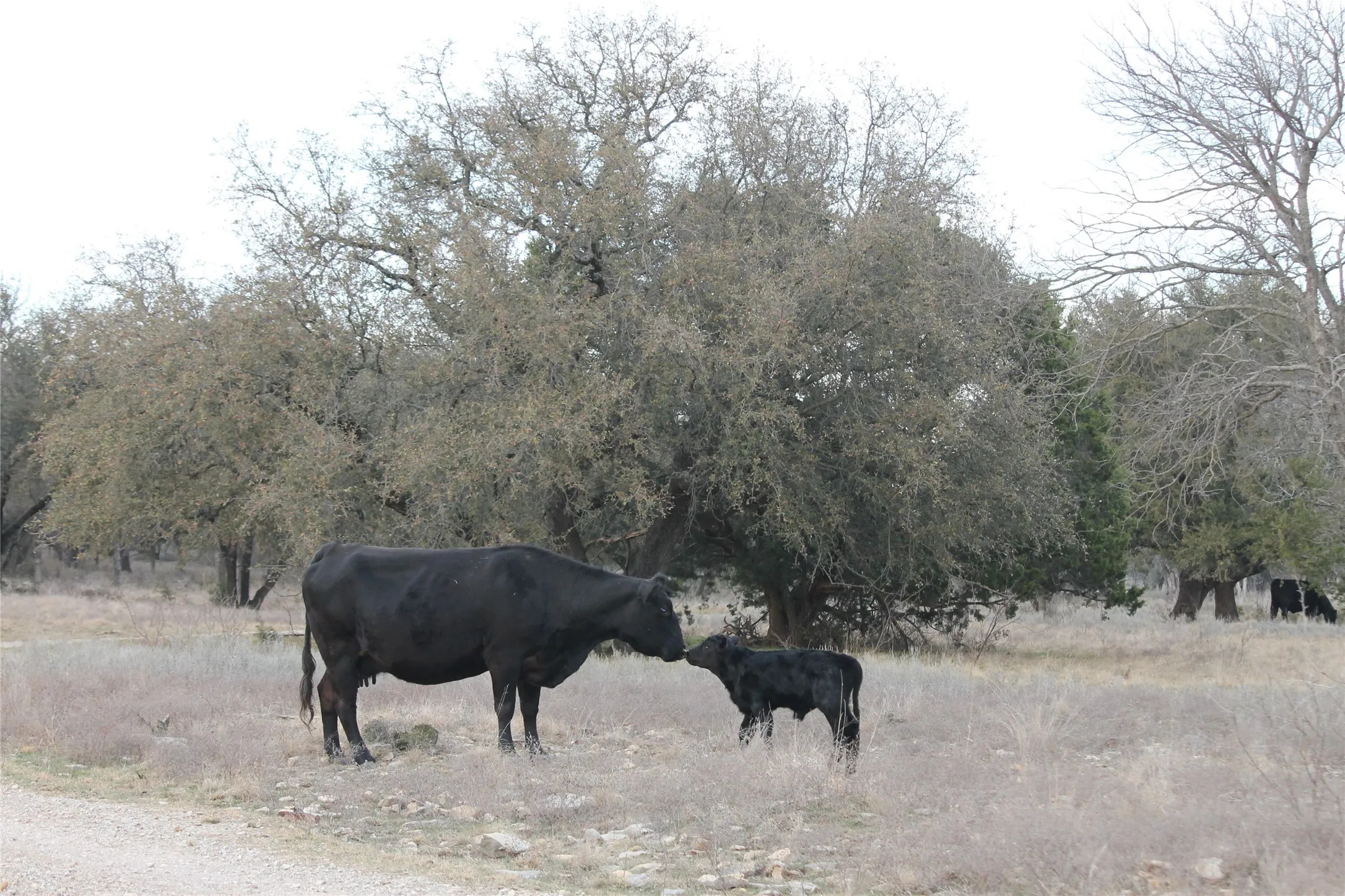 Cattle roaming throughout
