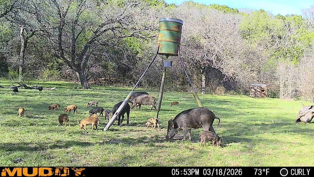 More pigs