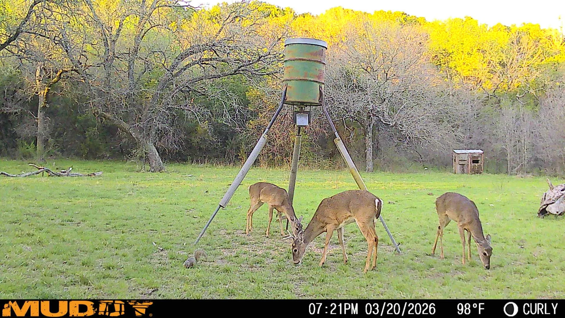 Deer finding the feeder