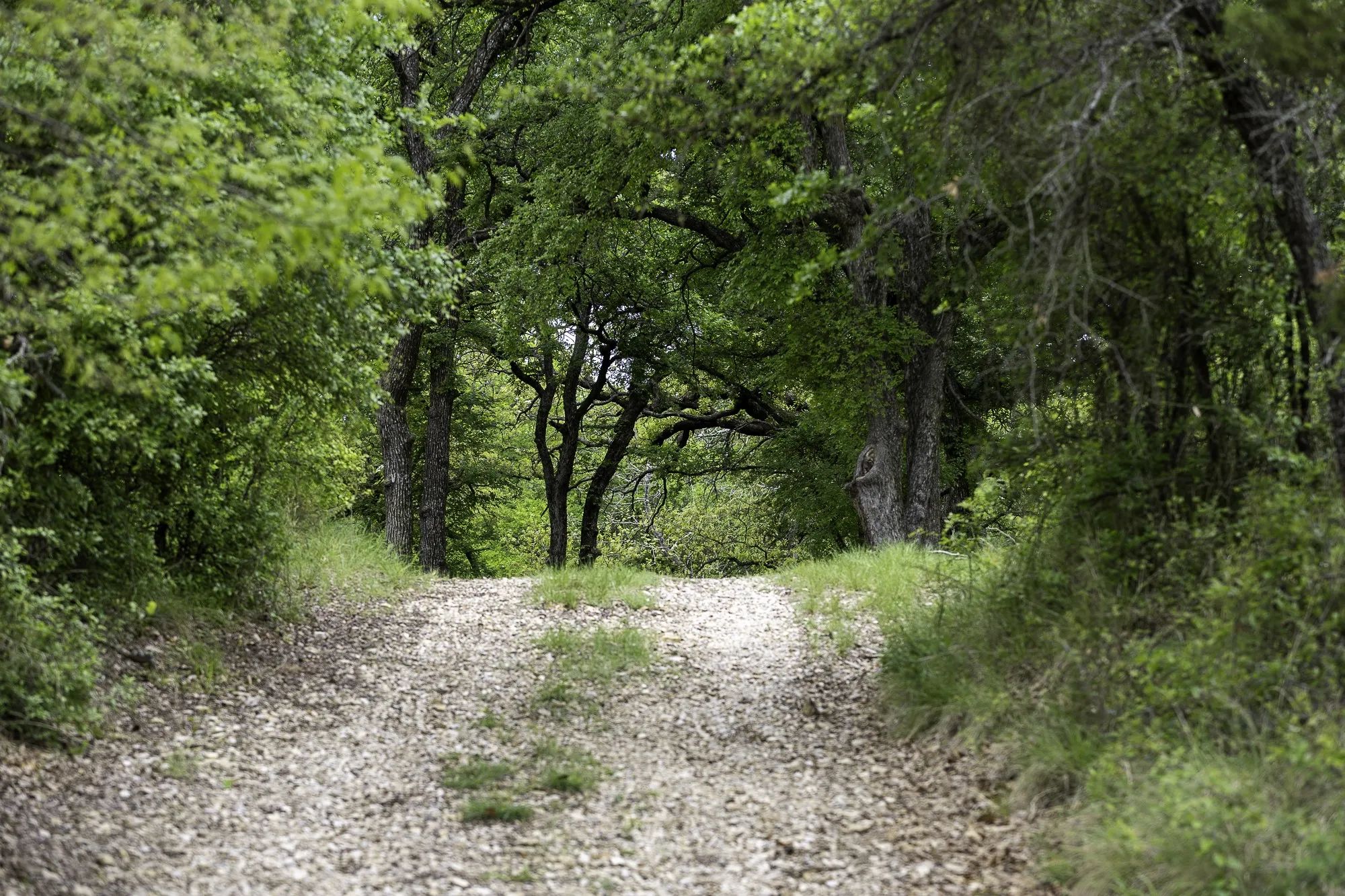 The property features a gravel pathway surrounded by lush, mature trees and natural vegetation