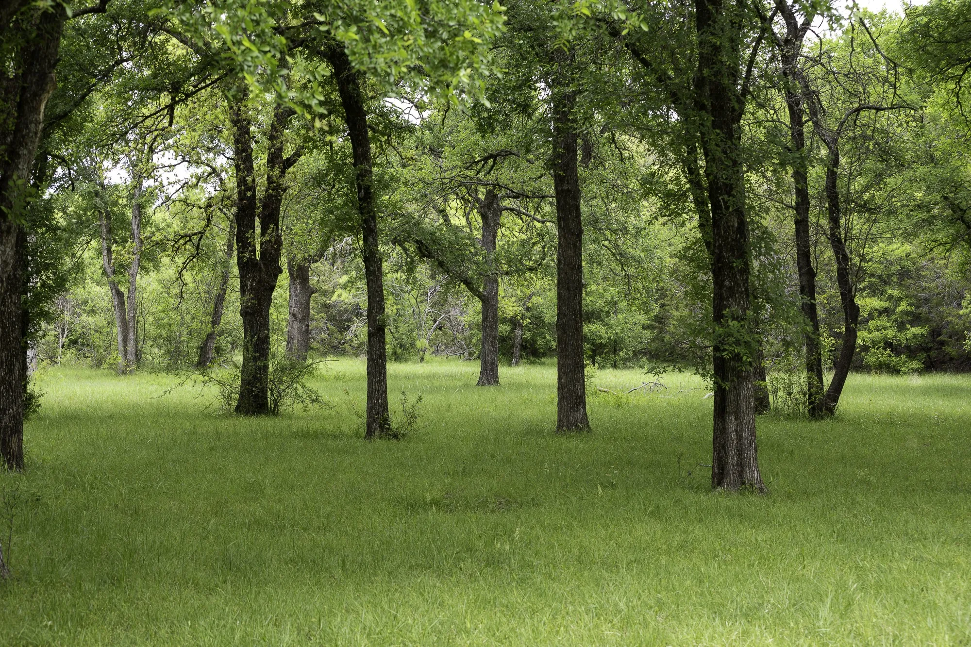 The property features a serene wooded area with mature trees