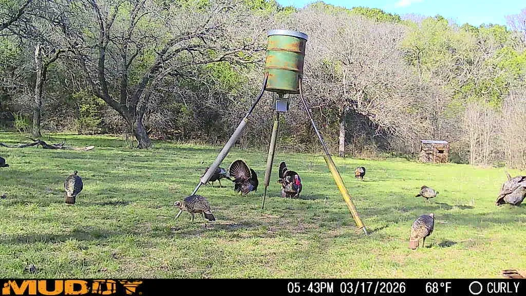 Plenty of turkey roaming on the property