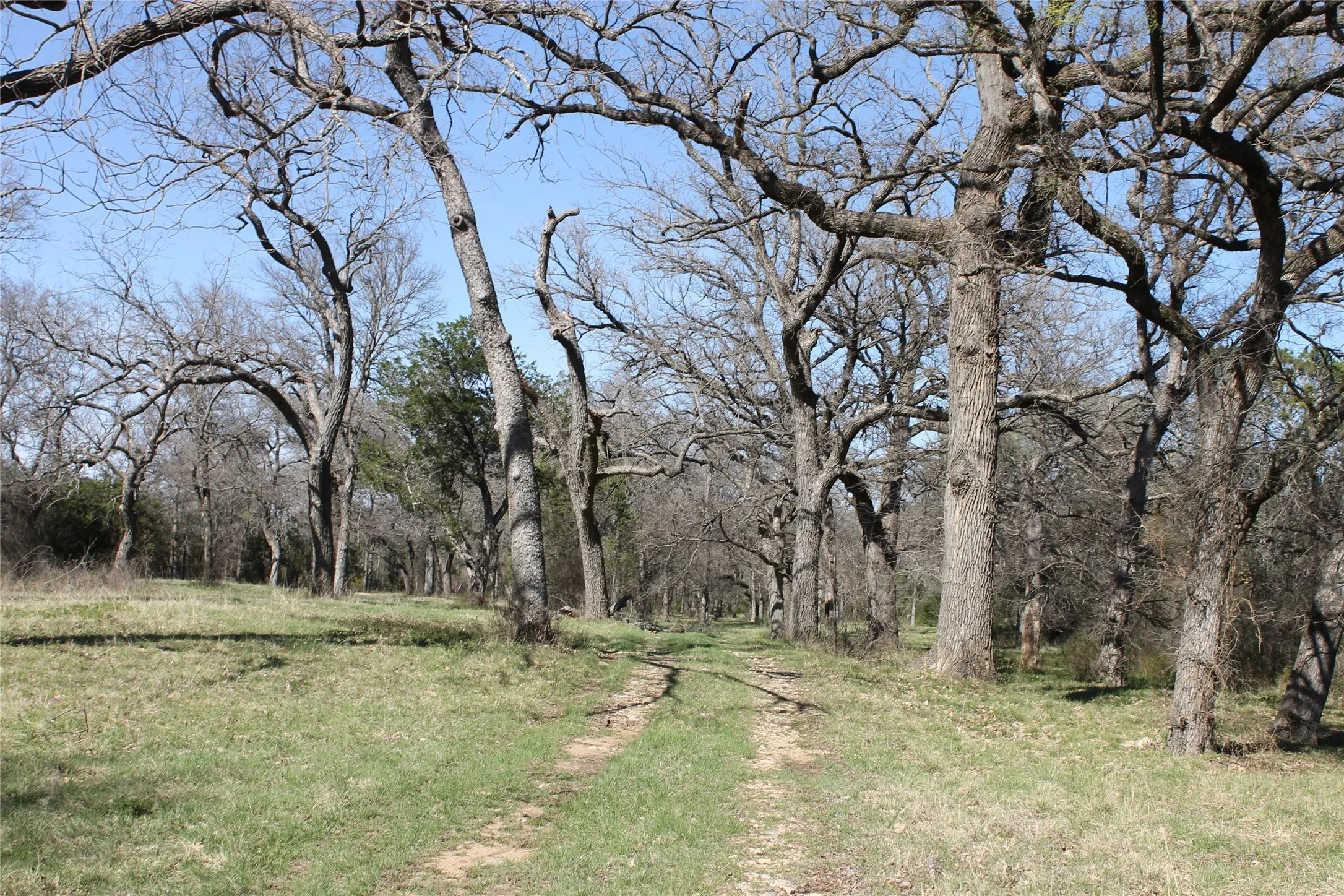 Nice mature trees