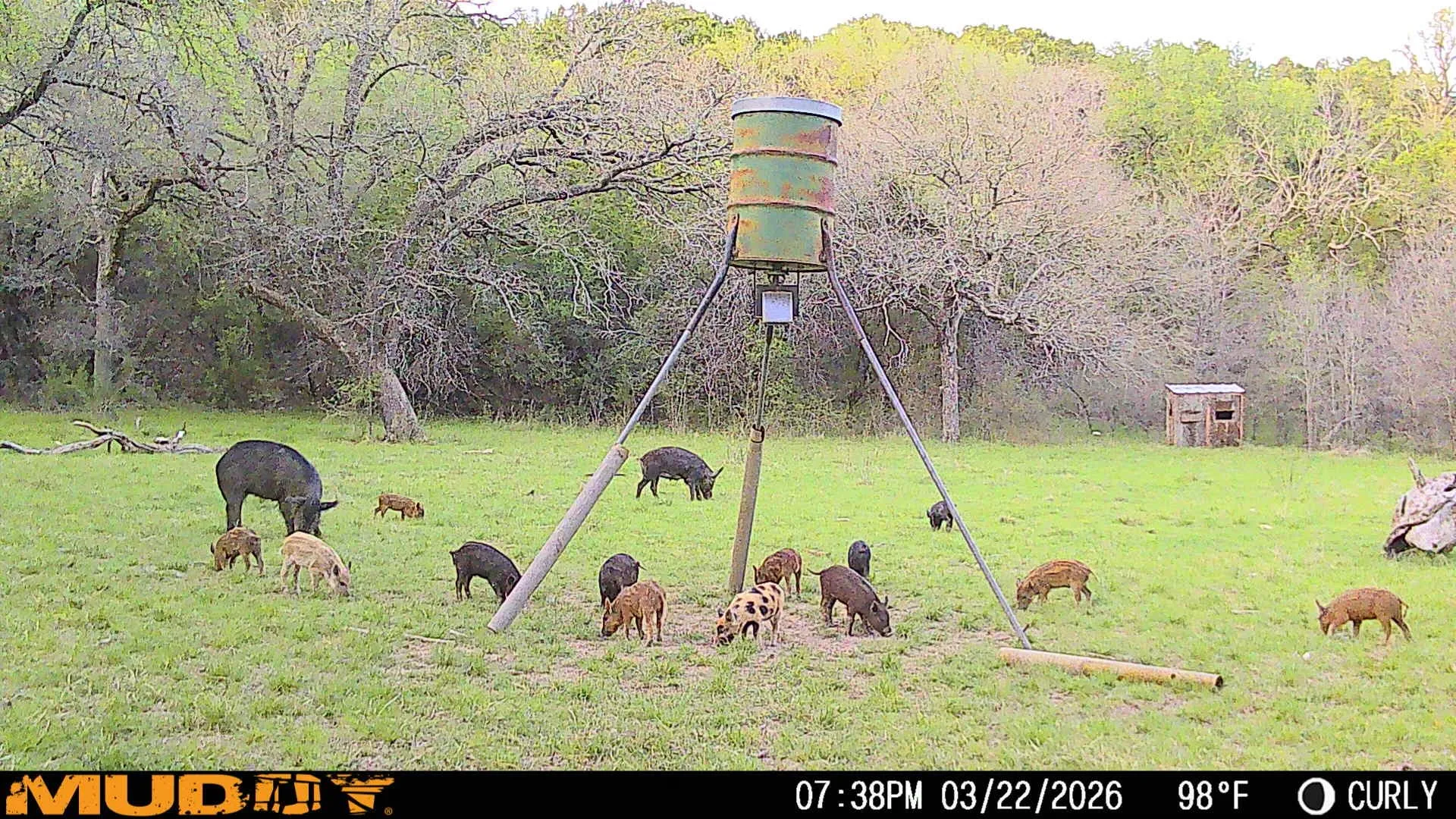 Lots of pigs