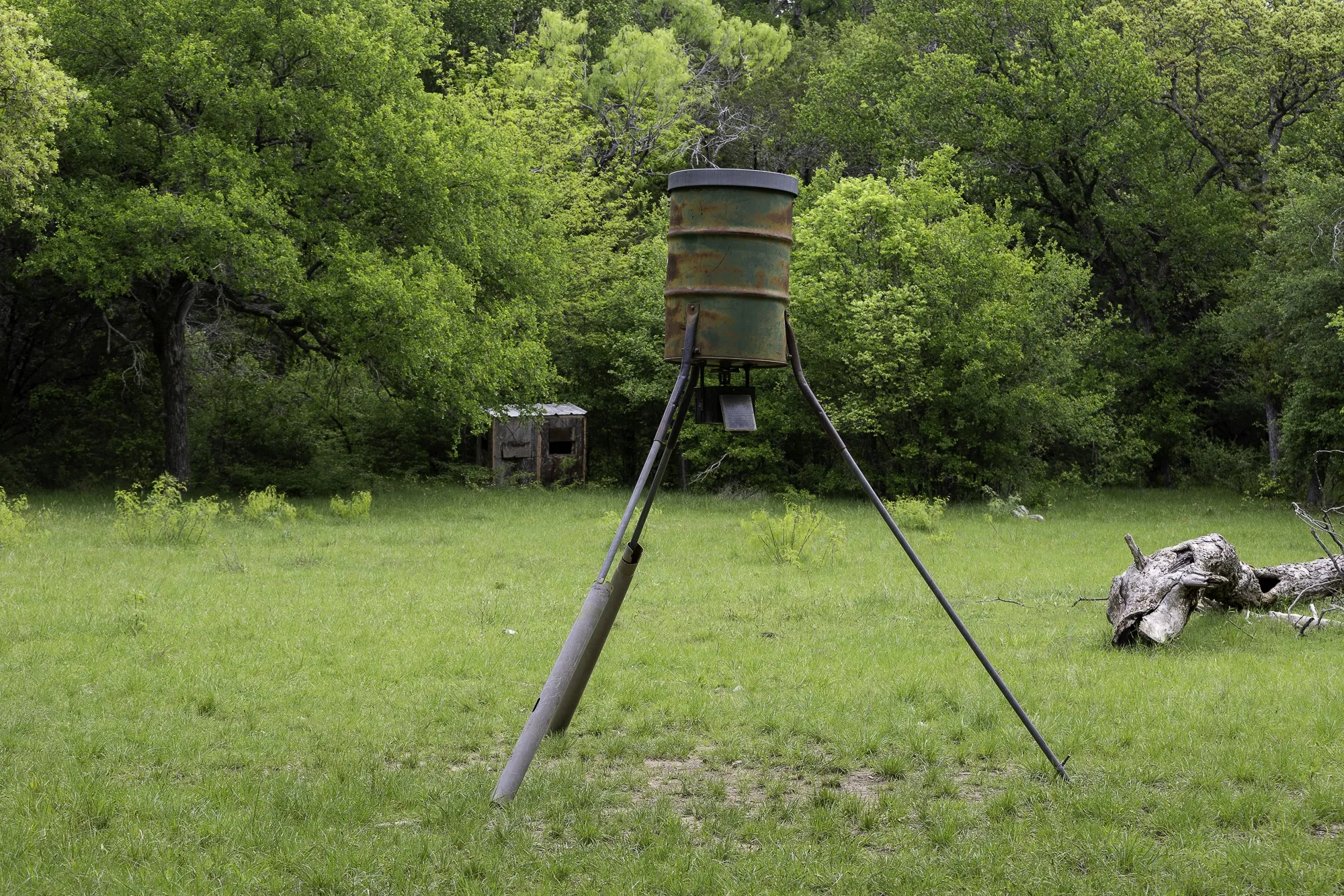 Deer feeder that attracts many animals including deer, pigs, & turkey