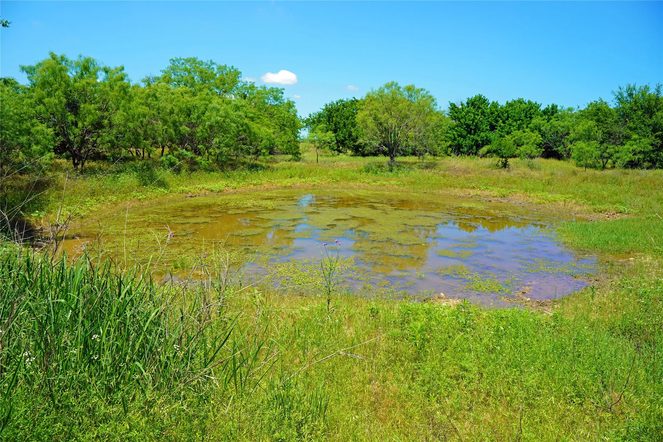 Ranch For Sale in Jack County , 36 Acres FM 2210, Perrin, Texas 76486, 0, 0, Garage spaces, 0 Sqft, built in 0, Price $475,000, mls#21259151, Real Estate Agent in Perrin, Homes For Sale in Jack county, Homes For Sale in Perrin, Realtor in Perrin Texas, Real Estate Brokerage Independent Realty Texas, Luminita Cordes Realtor