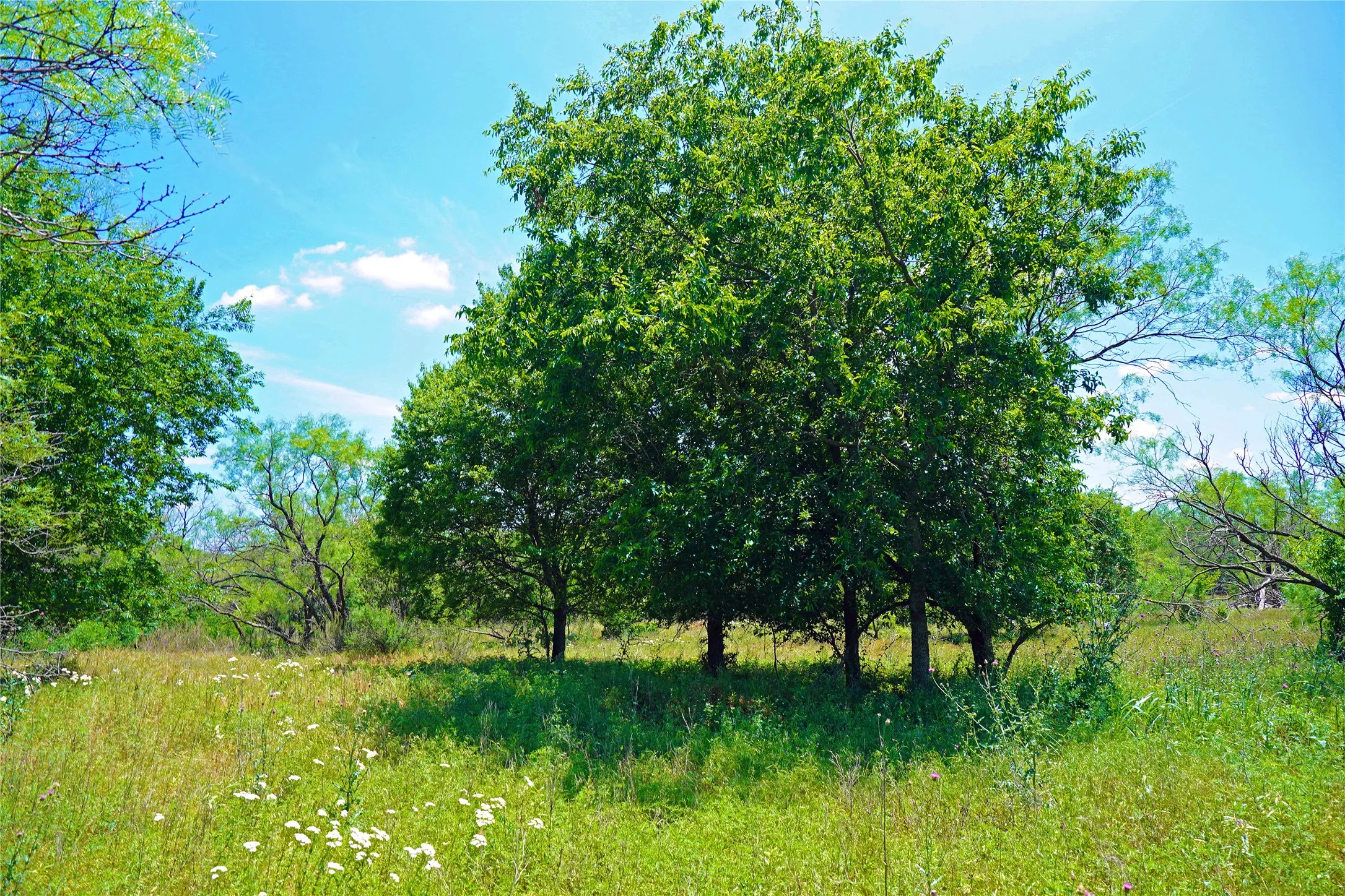 Ranch For Sale in Jack County , 36 Acres FM 2210, Perrin, Texas 76486, 0, 0, Garage spaces, 0 Sqft, built in 0, Price $475,000, mls#21259151, Real Estate Agent in Perrin, Homes For Sale in Jack county, Homes For Sale in Perrin, Realtor in Perrin Texas, Real Estate Brokerage Independent Realty Texas, Luminita Cordes Realtor