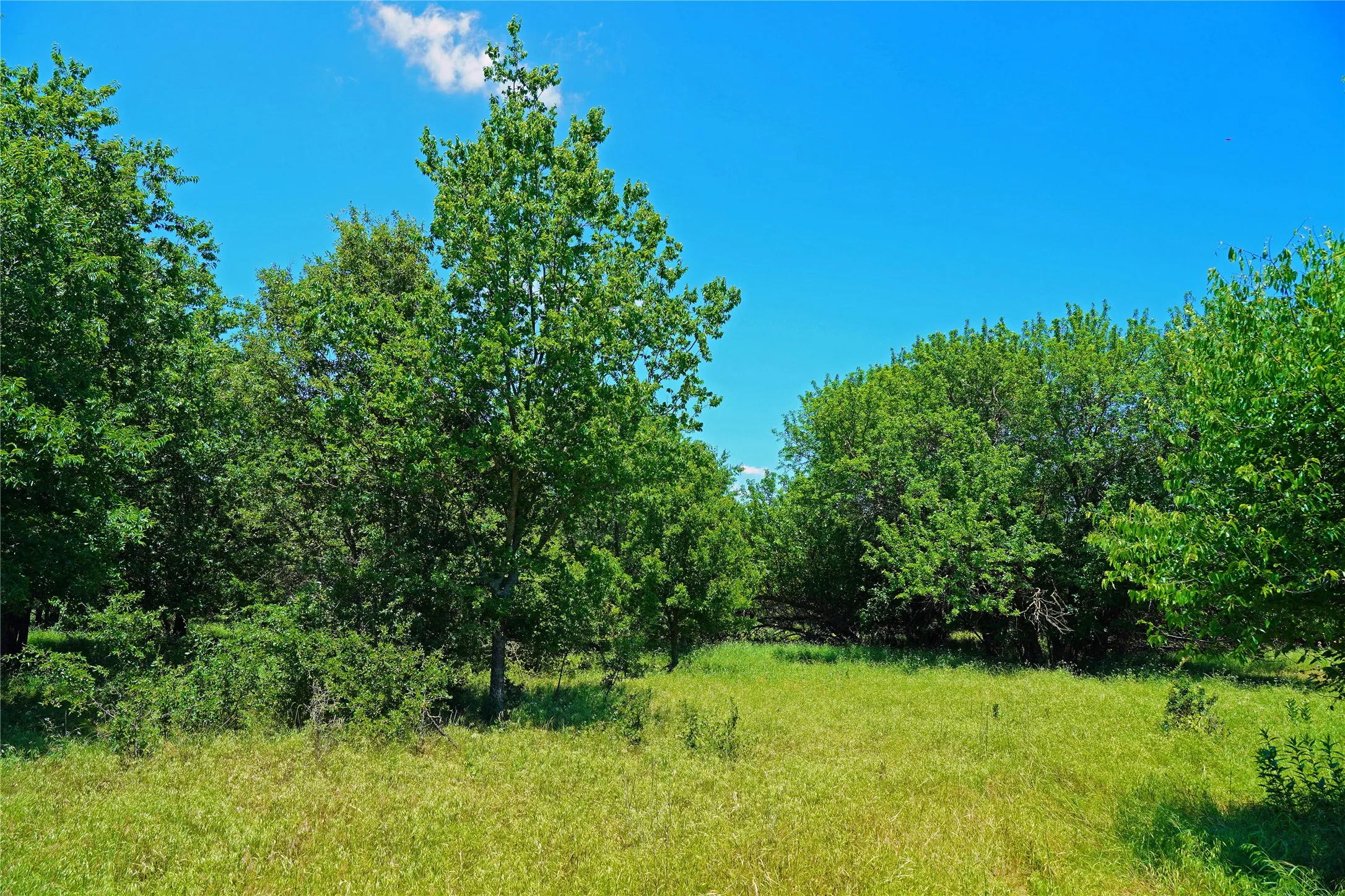 Ranch For Sale in Jack County , 36 Acres FM 2210, Perrin, Texas 76486, 0, 0, Garage spaces, 0 Sqft, built in 0, Price $475,000, mls#21259151, Real Estate Agent in Perrin, Homes For Sale in Jack county, Homes For Sale in Perrin, Realtor in Perrin Texas, Real Estate Brokerage Independent Realty Texas, Luminita Cordes Realtor