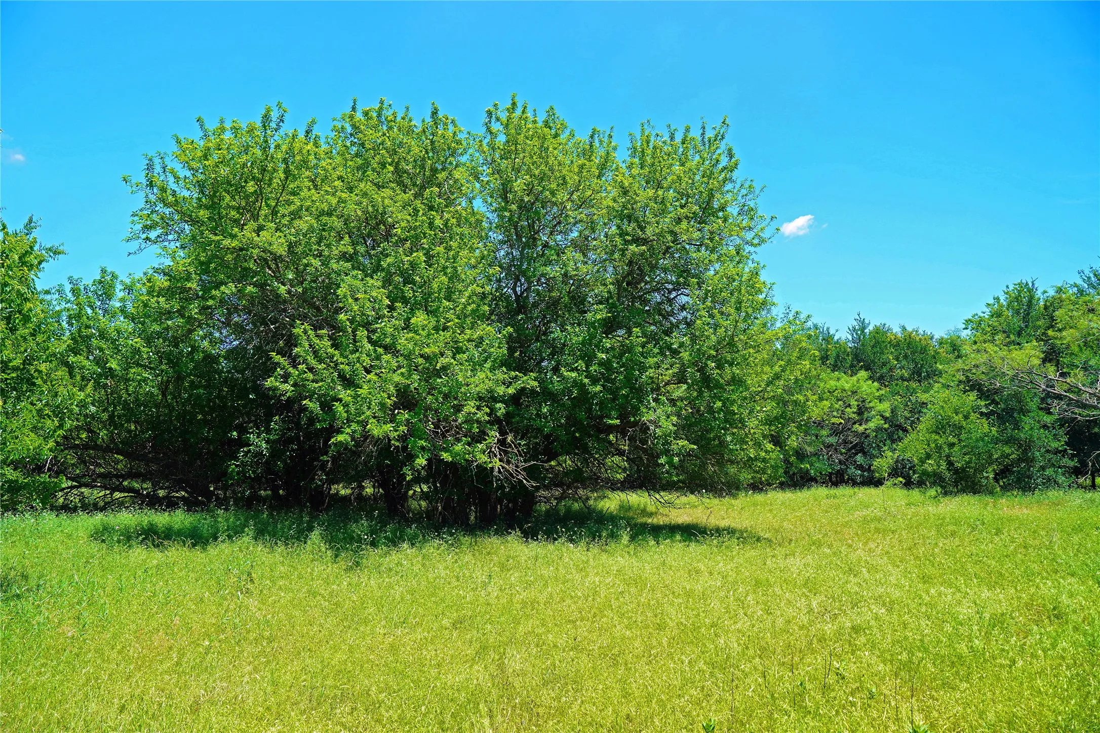 Ranch For Sale in Jack County , 36 Acres FM 2210, Perrin, Texas 76486, 0, 0, Garage spaces, 0 Sqft, built in 0, Price $475,000, mls#21259151, Real Estate Agent in Perrin, Homes For Sale in Jack county, Homes For Sale in Perrin, Realtor in Perrin Texas, Real Estate Brokerage Independent Realty Texas, Luminita Cordes Realtor